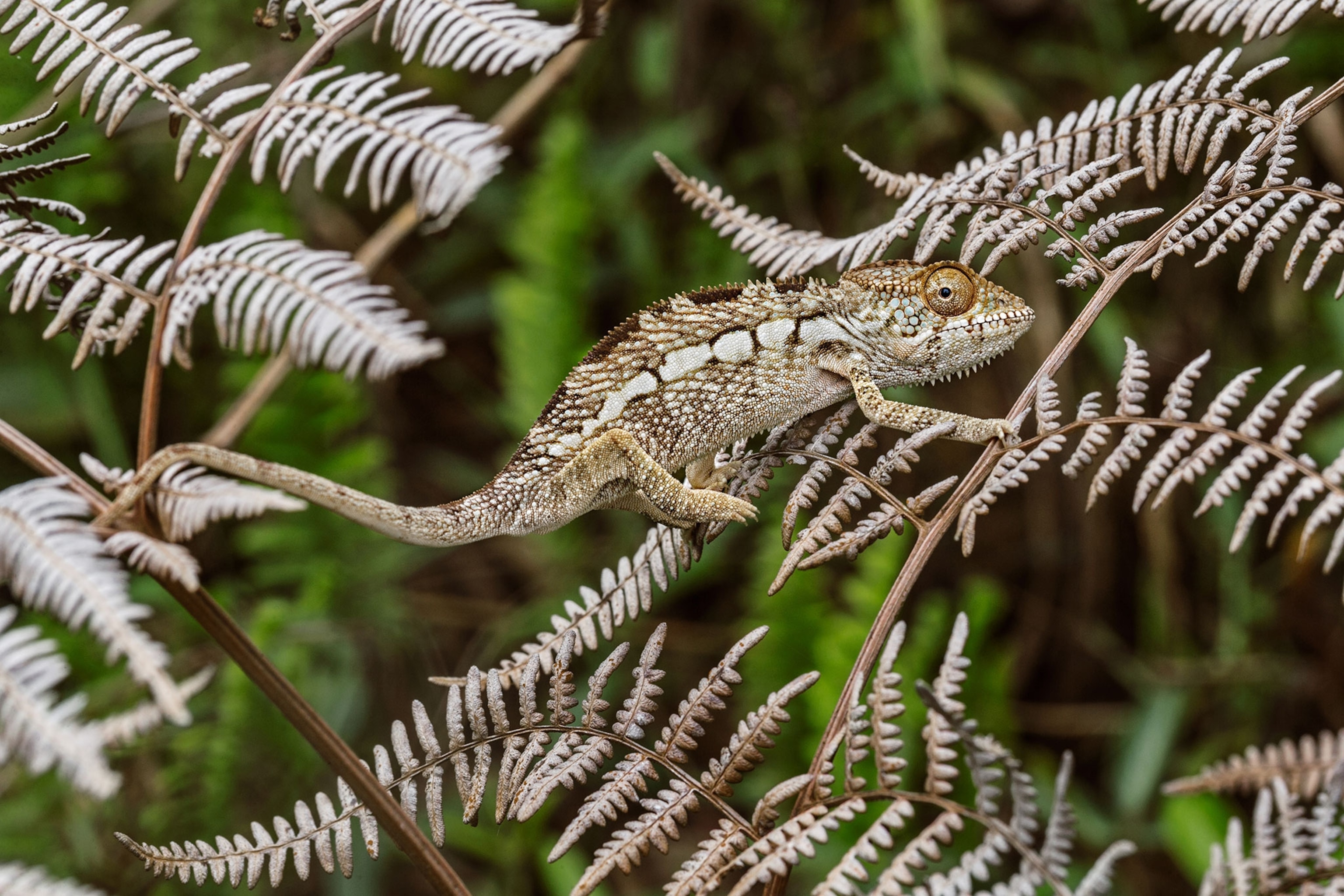 a well-camouflaged juvenile panther chameleon