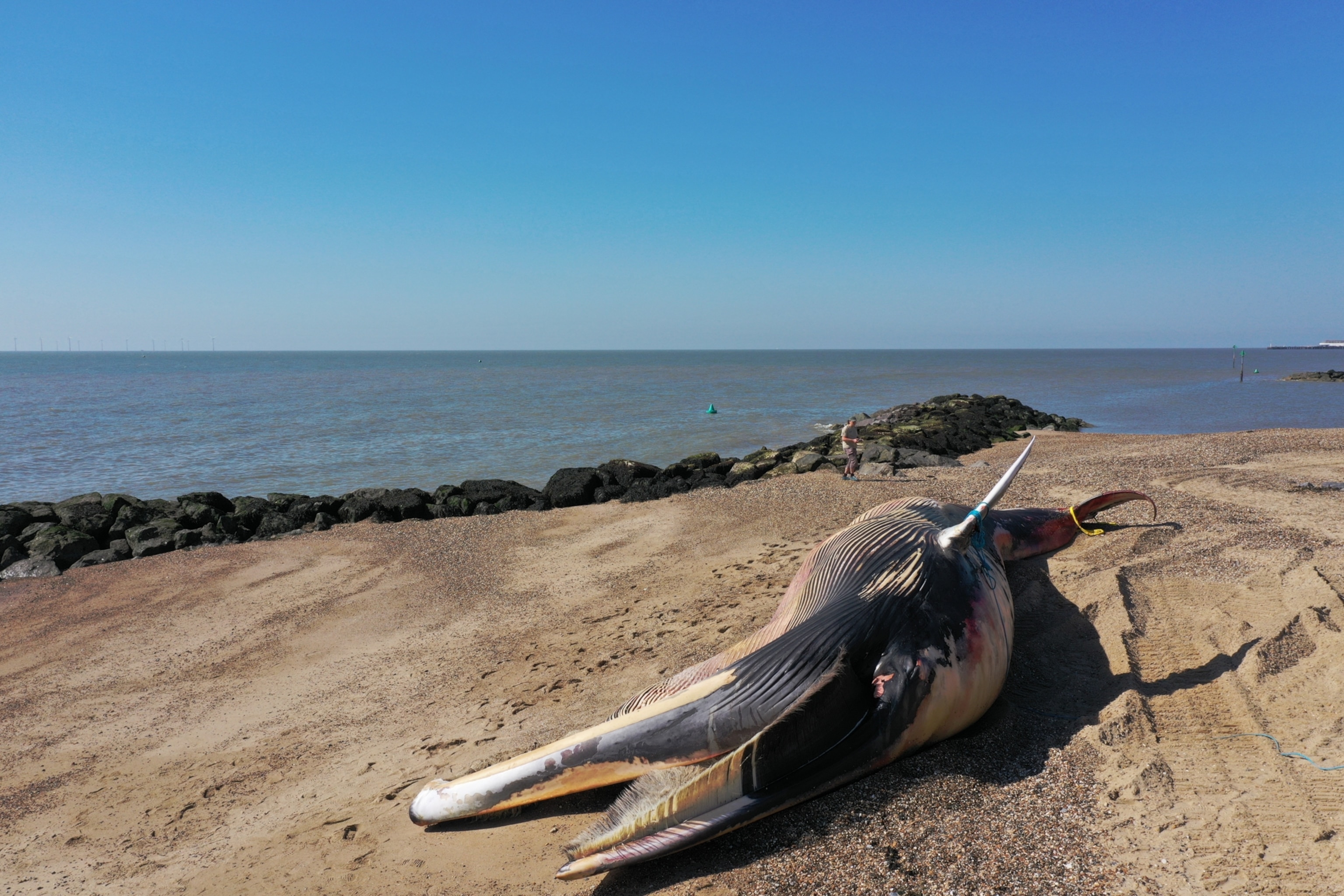 a beached whale on a coast line