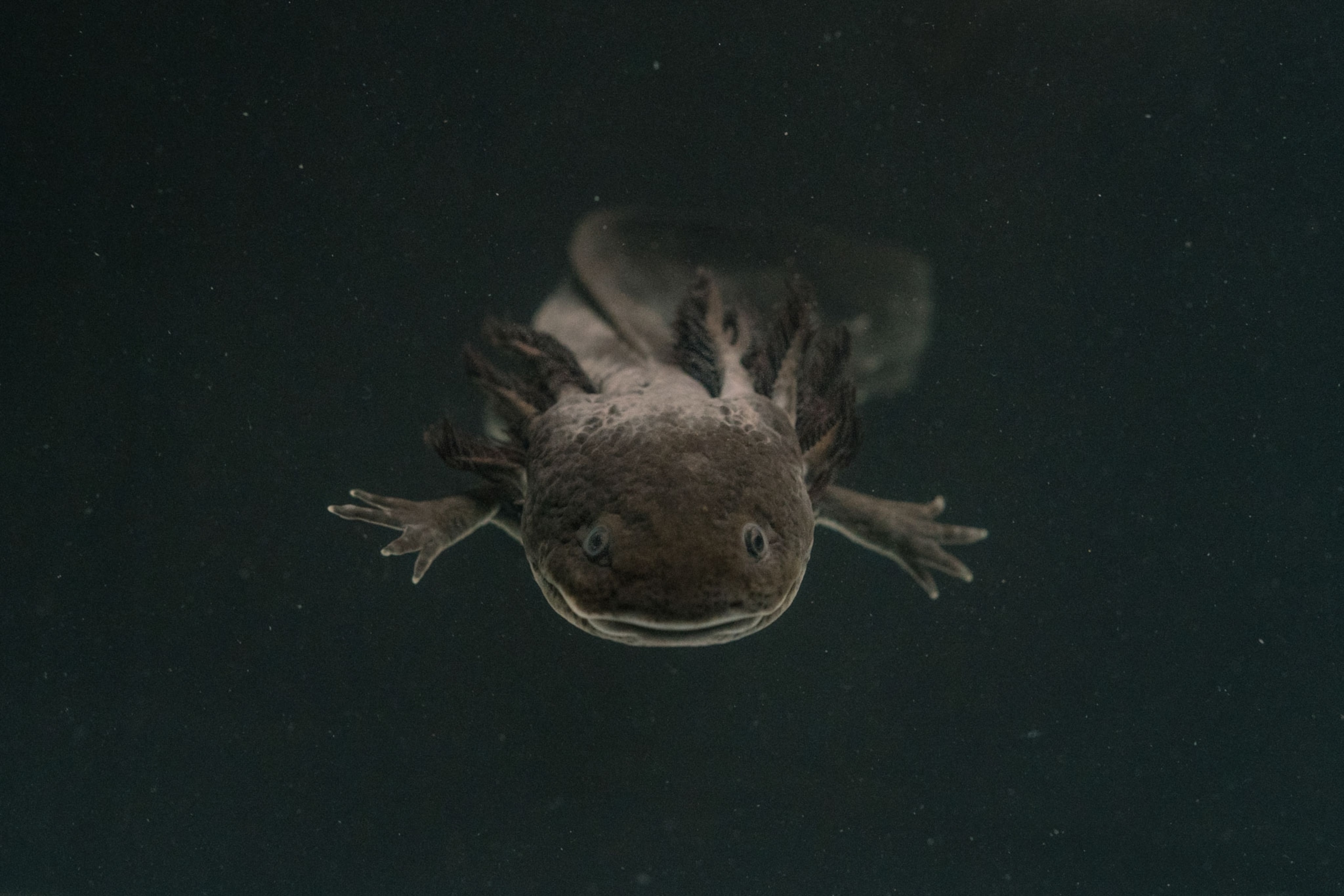 a female axolotl swims against a dark background