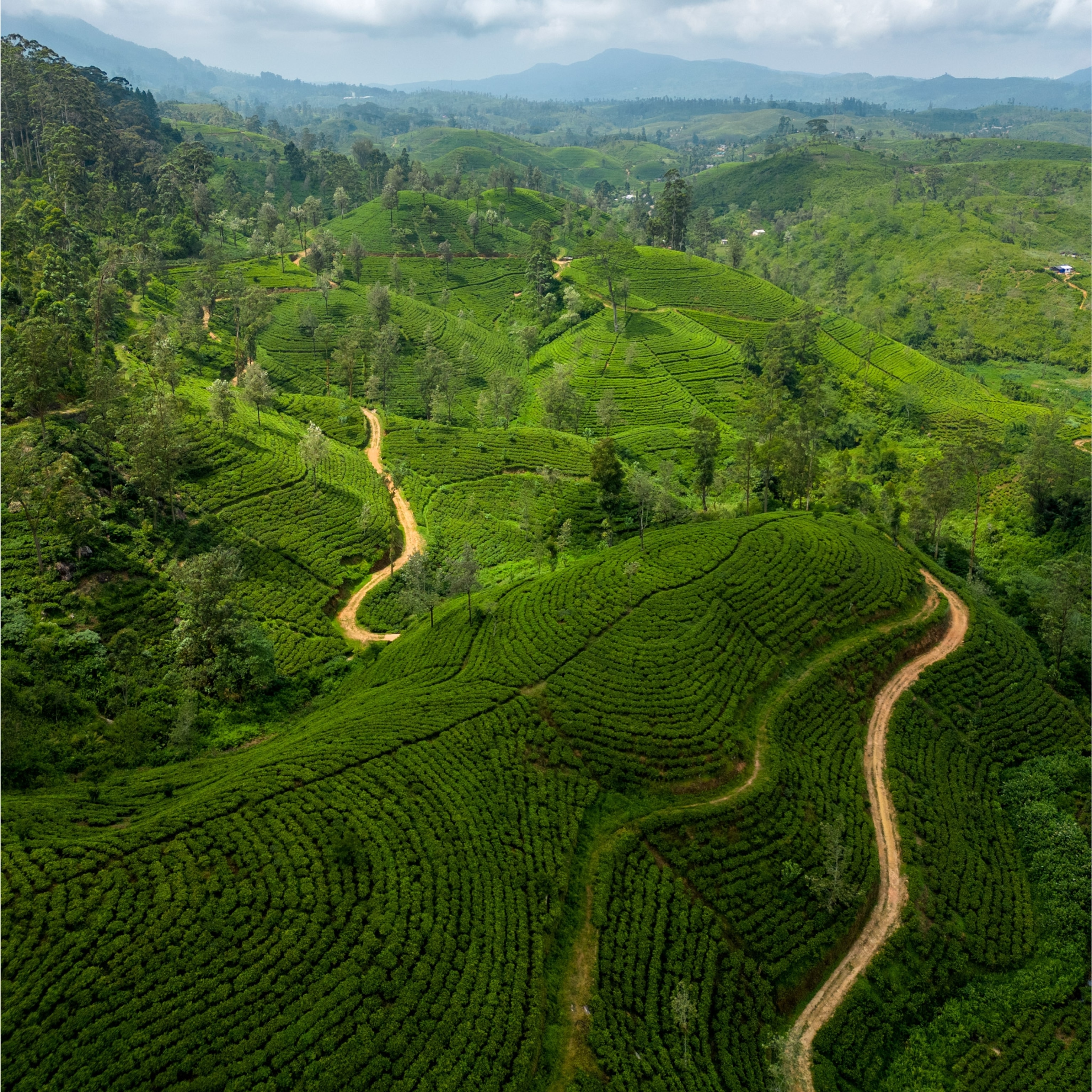 View over the tea plantations near Kotagala on stage 7 of the Pekoe Trail