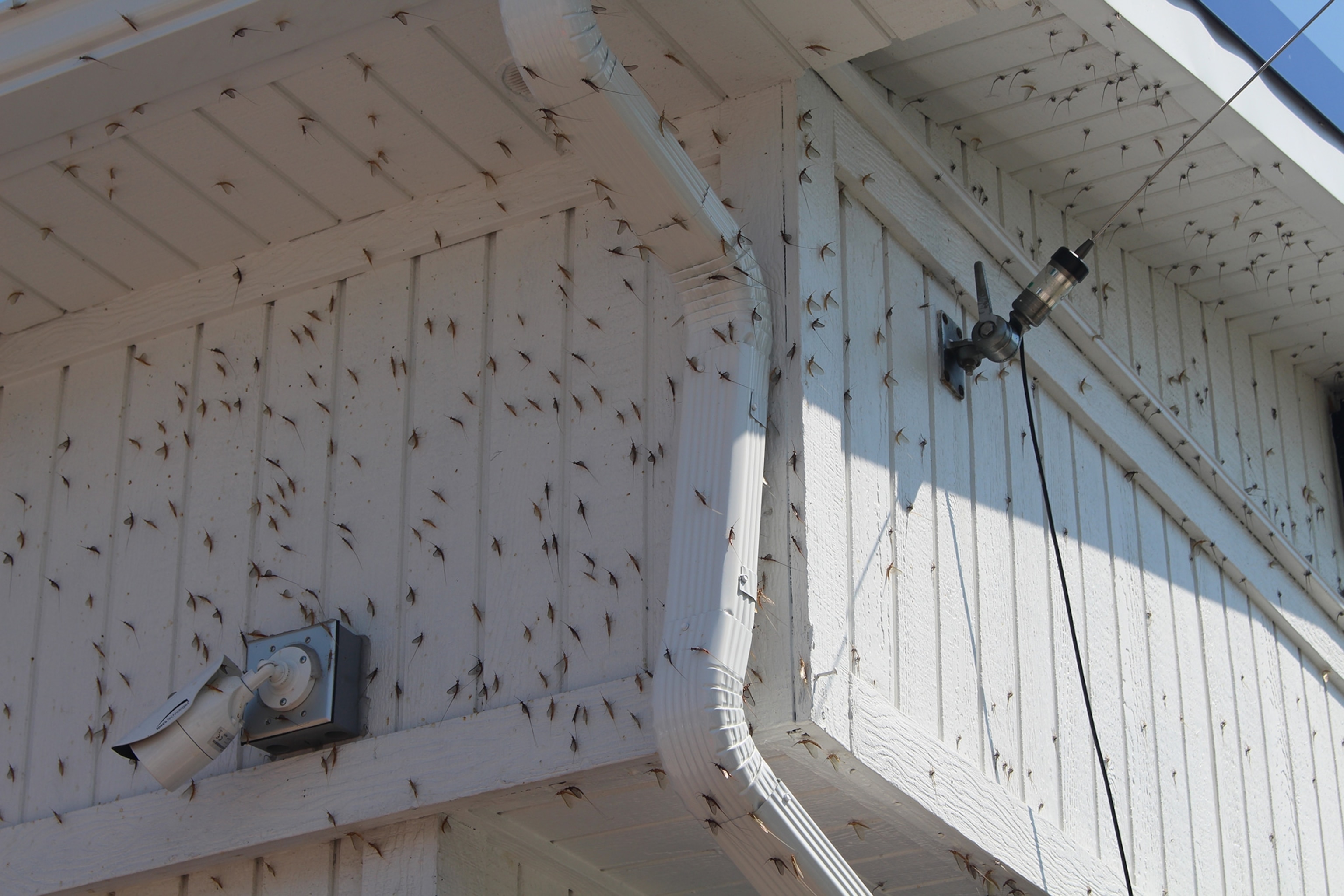 mayflies