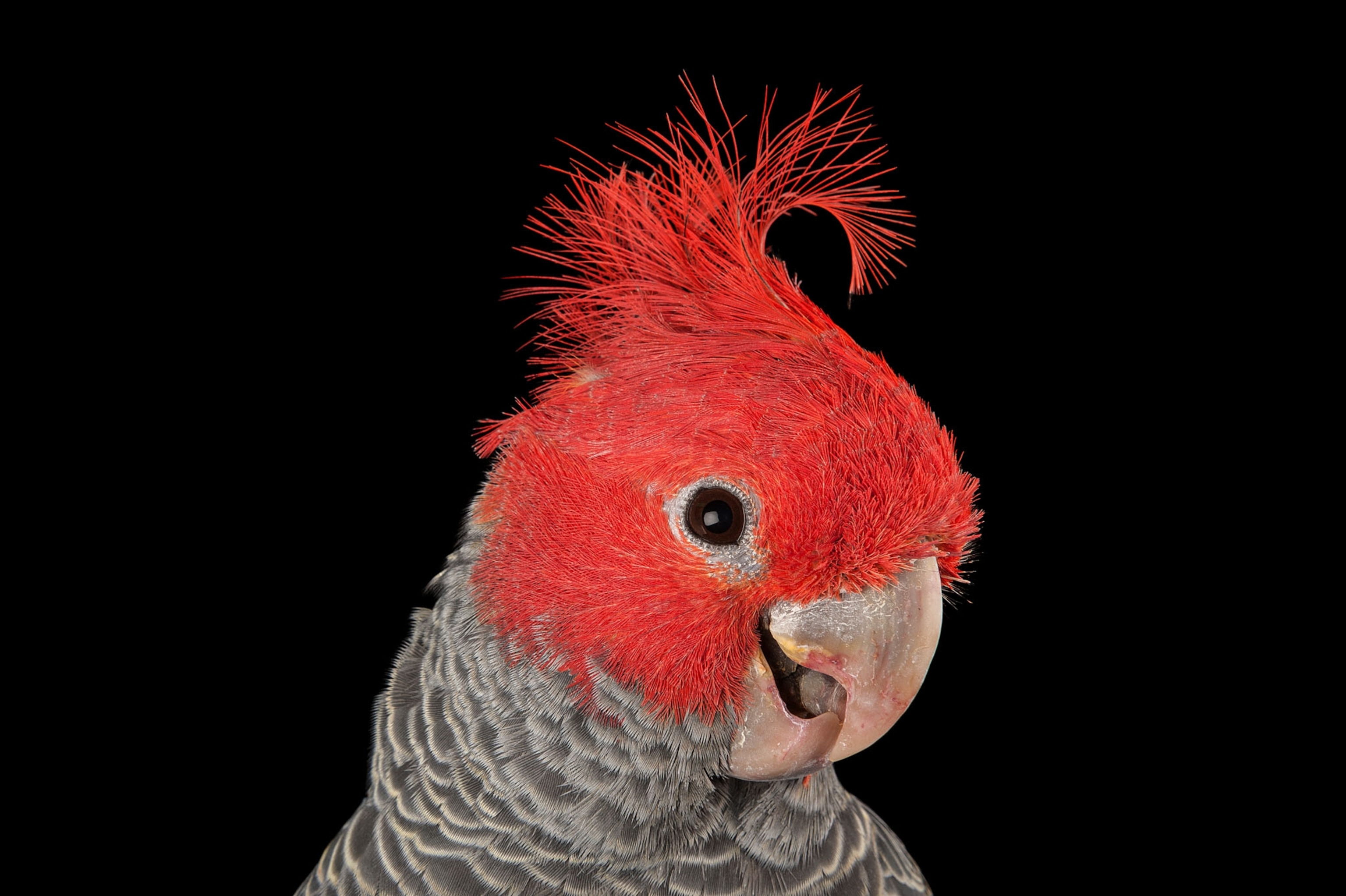 a red and gray feathered parrots staring into the camera on a black background