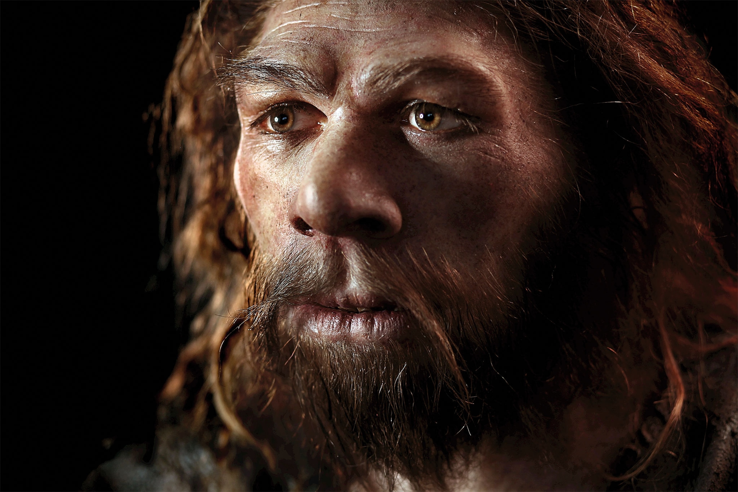 A reconstruction of a Neanderthal man's face