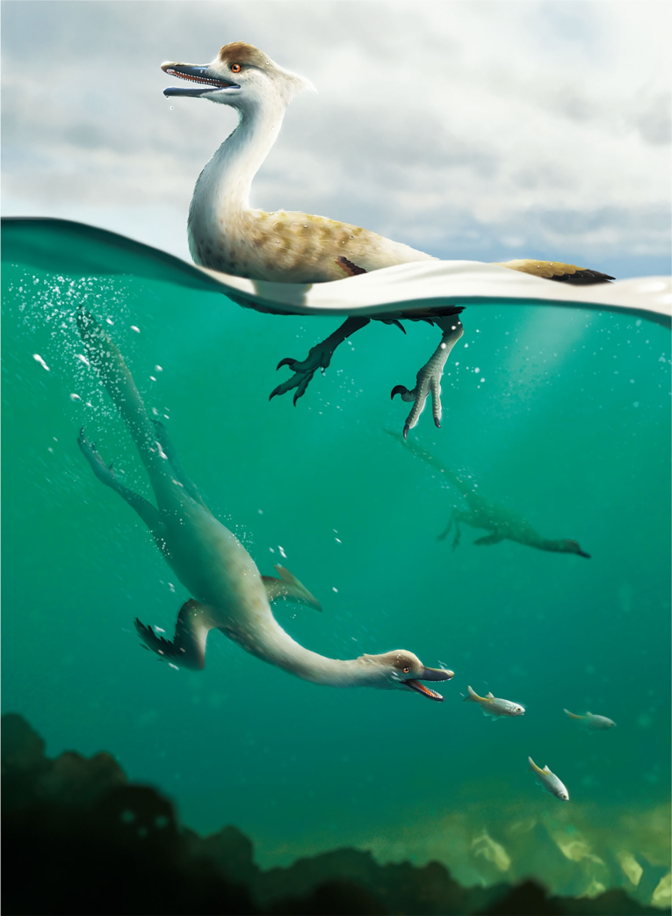 Beaked white and brown feathered dinosaur on the water with second dinosaur swimming for small wings stretched diving for fish.