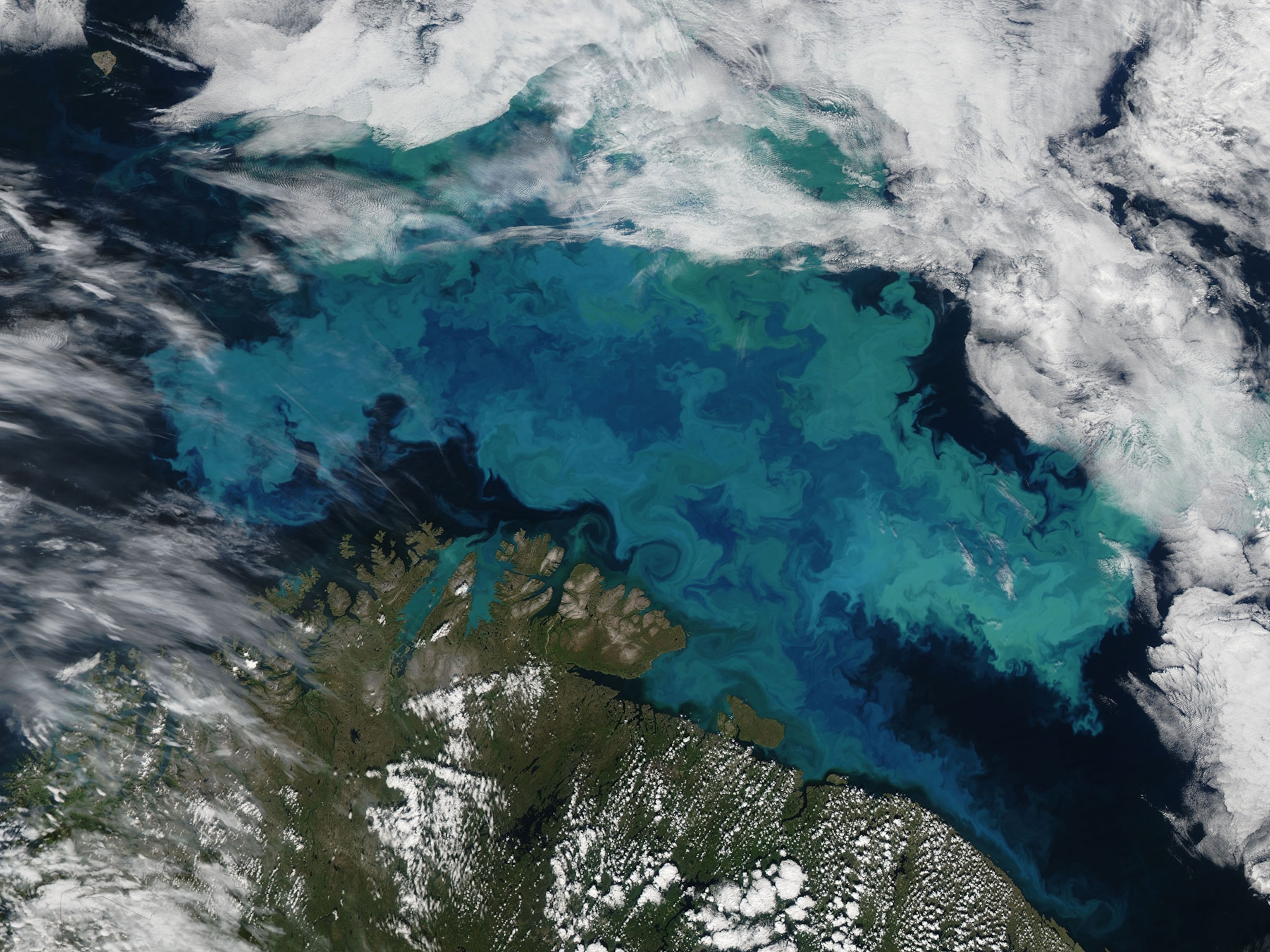 a phytoplankton bloom in the barents sea