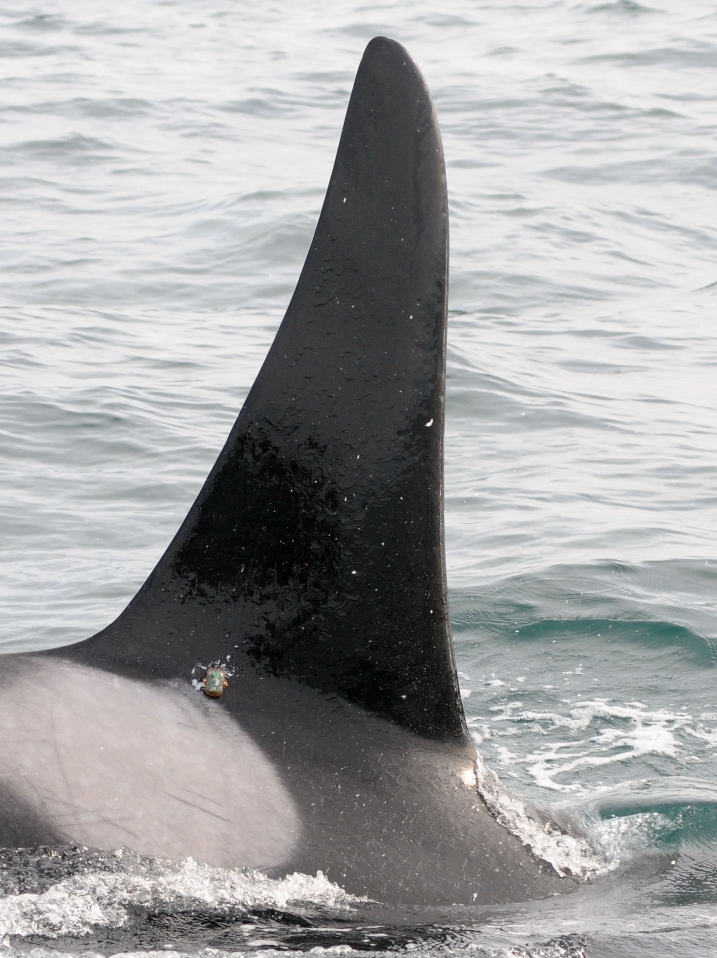 the tracking tag on orca L95 in the Pacific Northwest