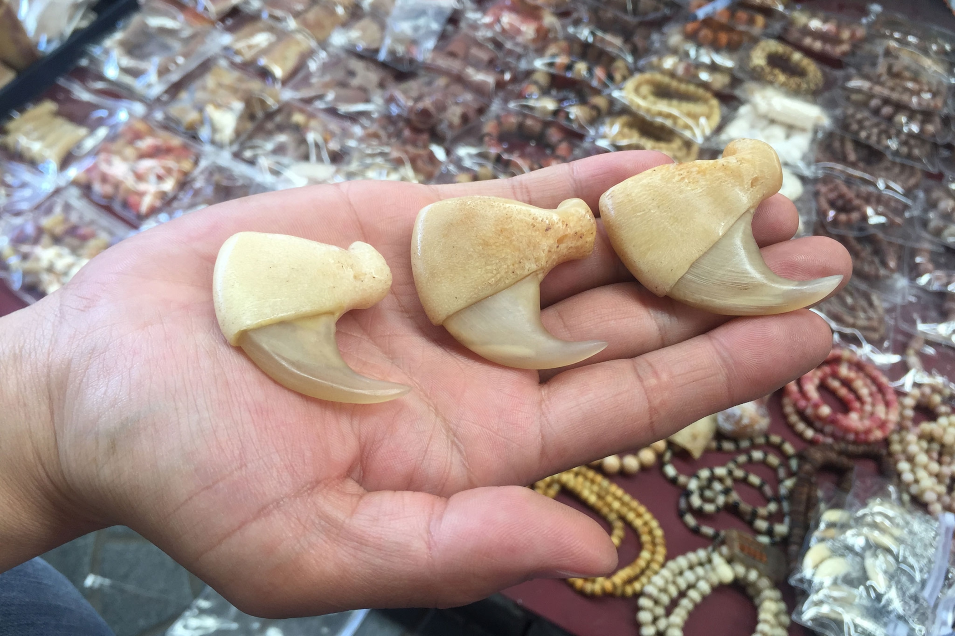 lion teeth