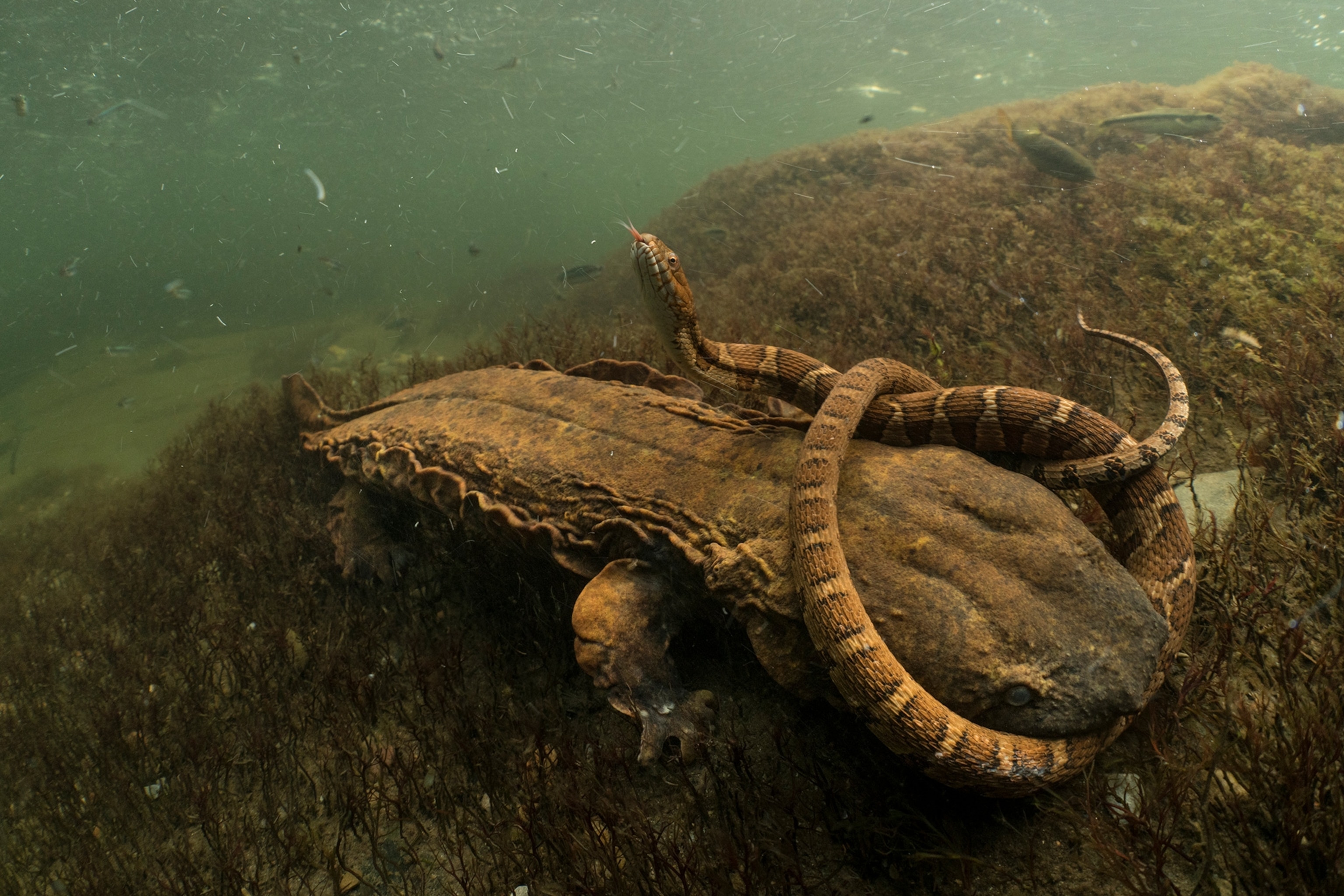 a hellbender