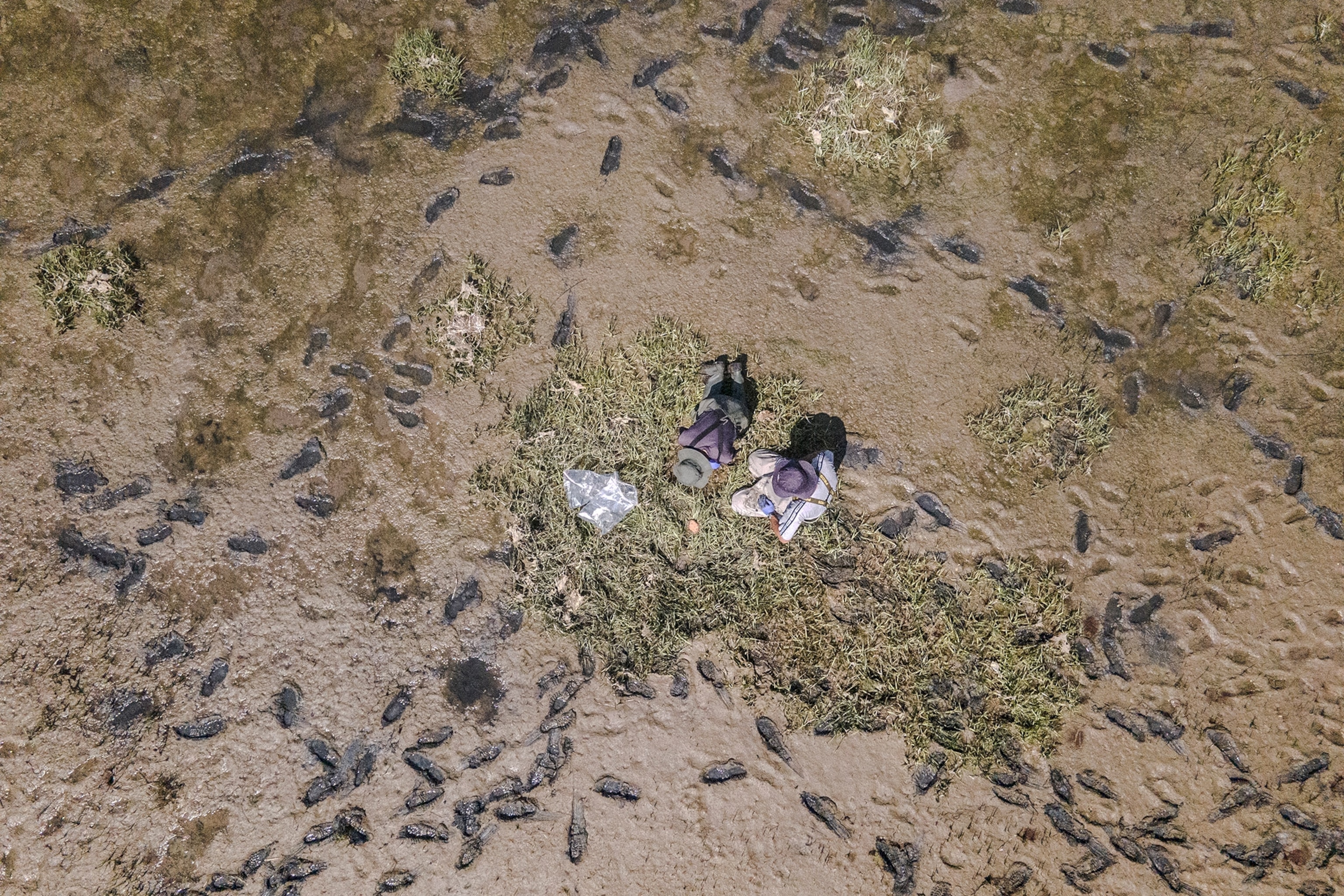 An aerial view of PhD students collecting soil samples from an artificial sandbar in the Venice Lagoon