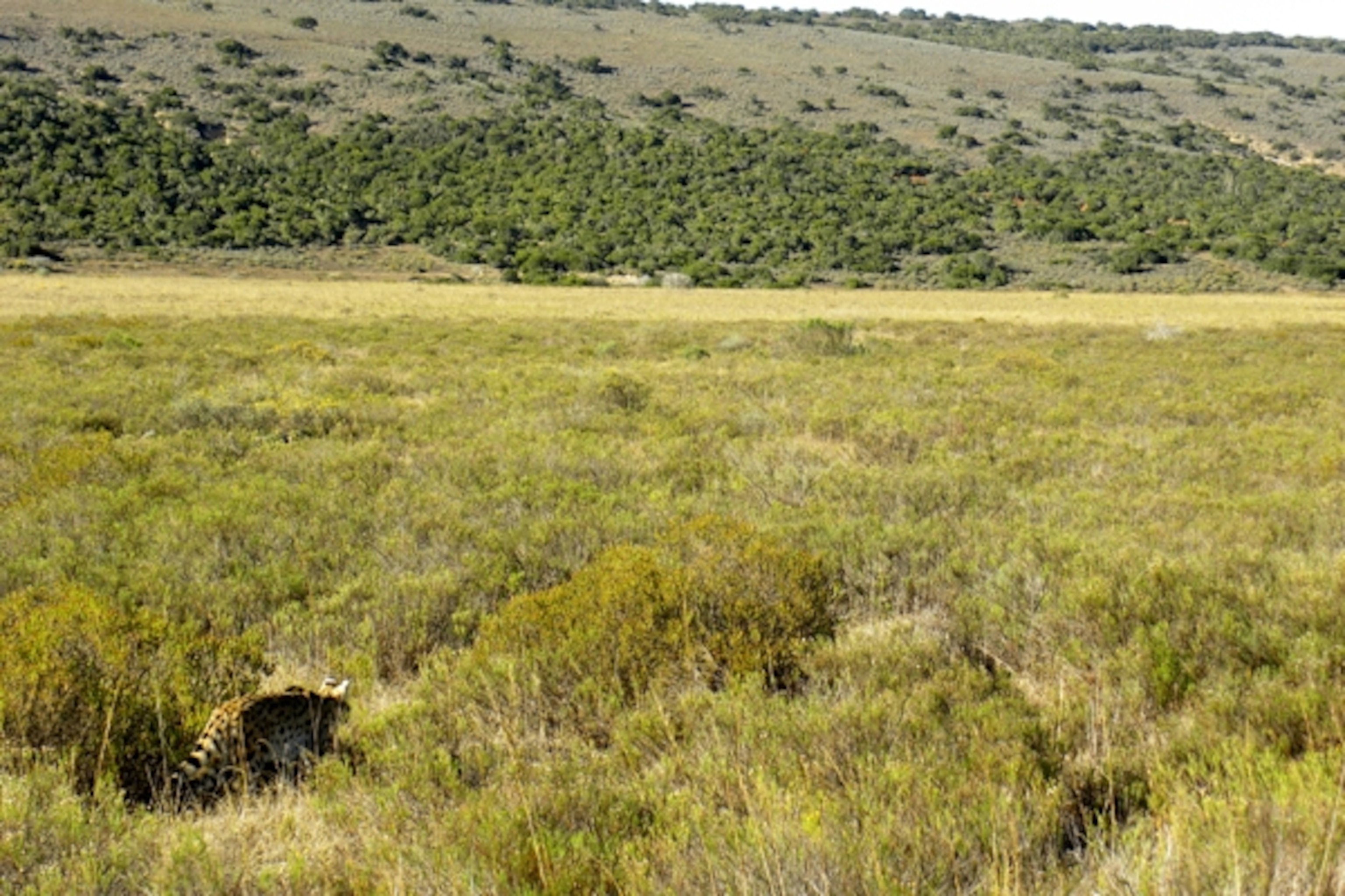 Serval_hunting2