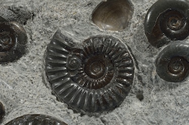 ammonites