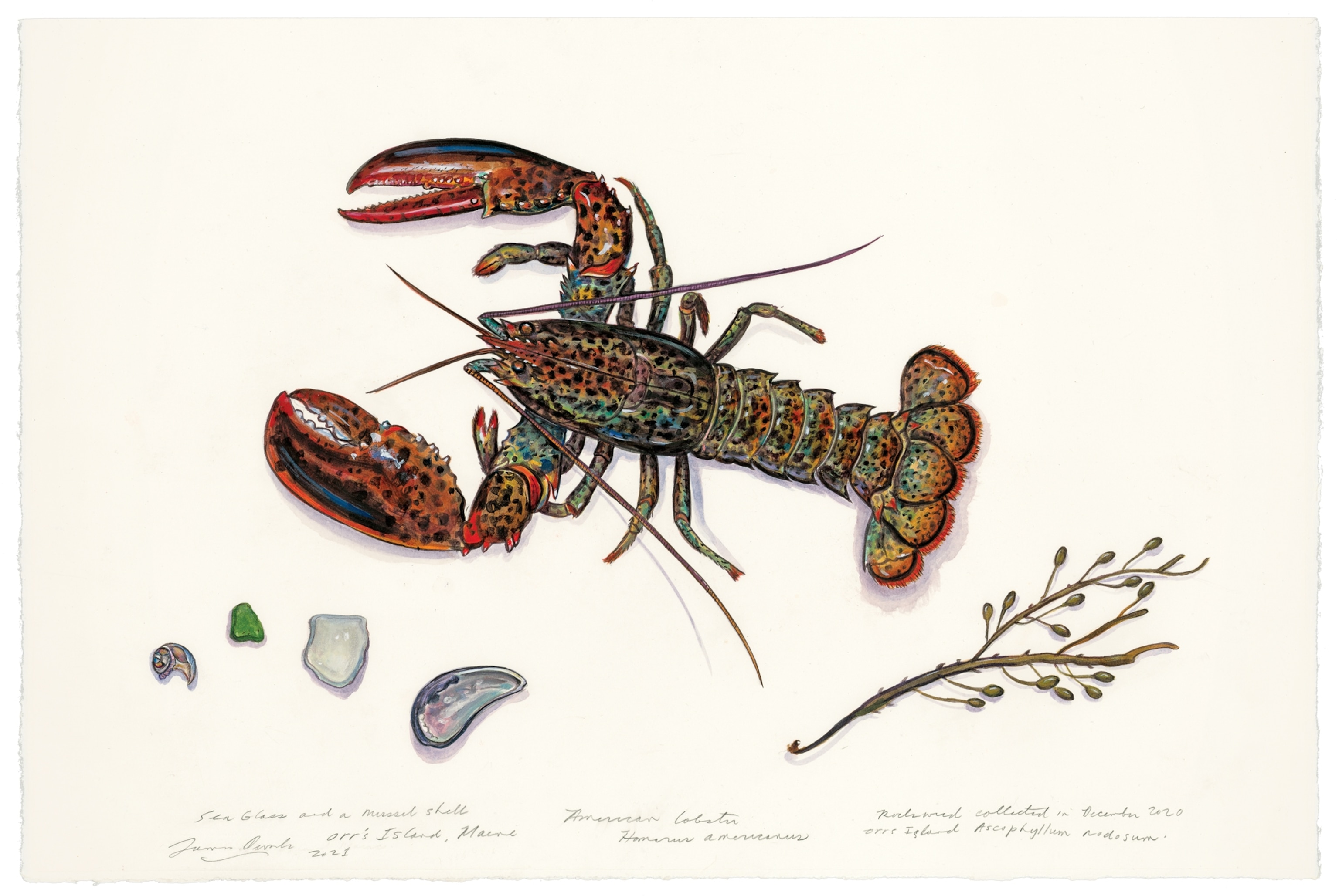 Painting of lobster