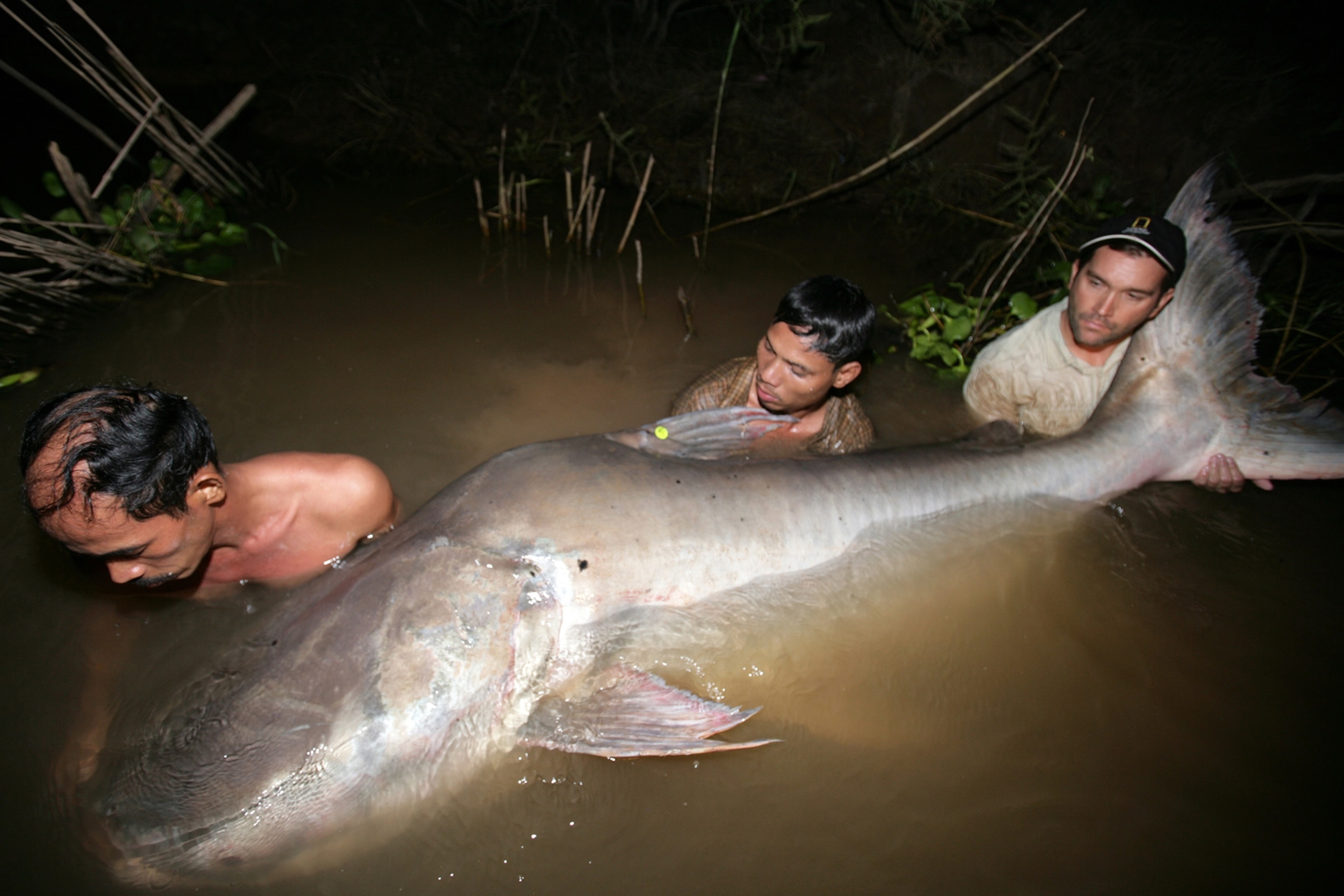 Two Fisherman and Zeb Hogan national geographic explorer in hat, slightly lift giant catfish in murky water at night.