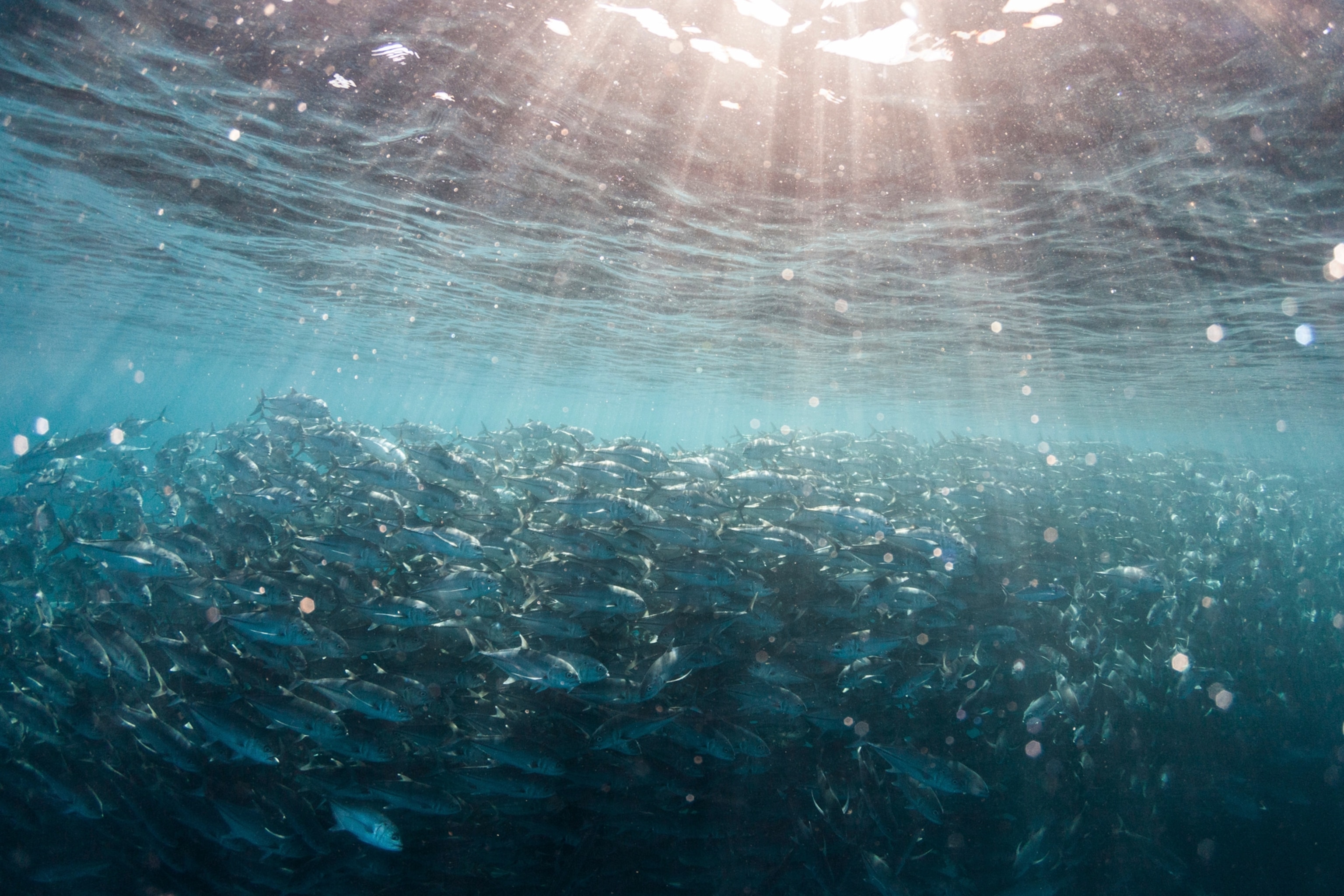 a large school of horse eye jackfish