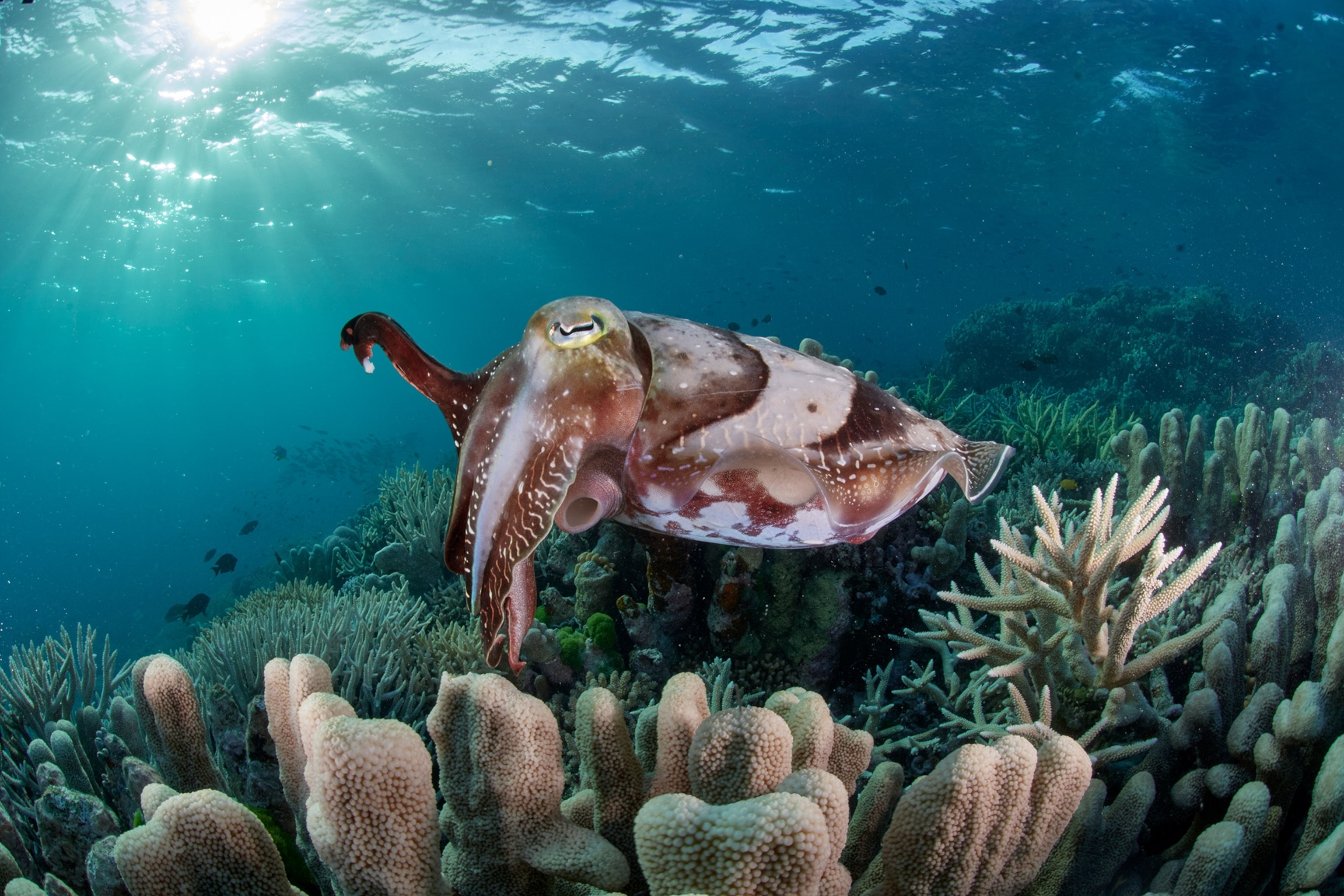 A cuttle fish swims with one tentacle up.