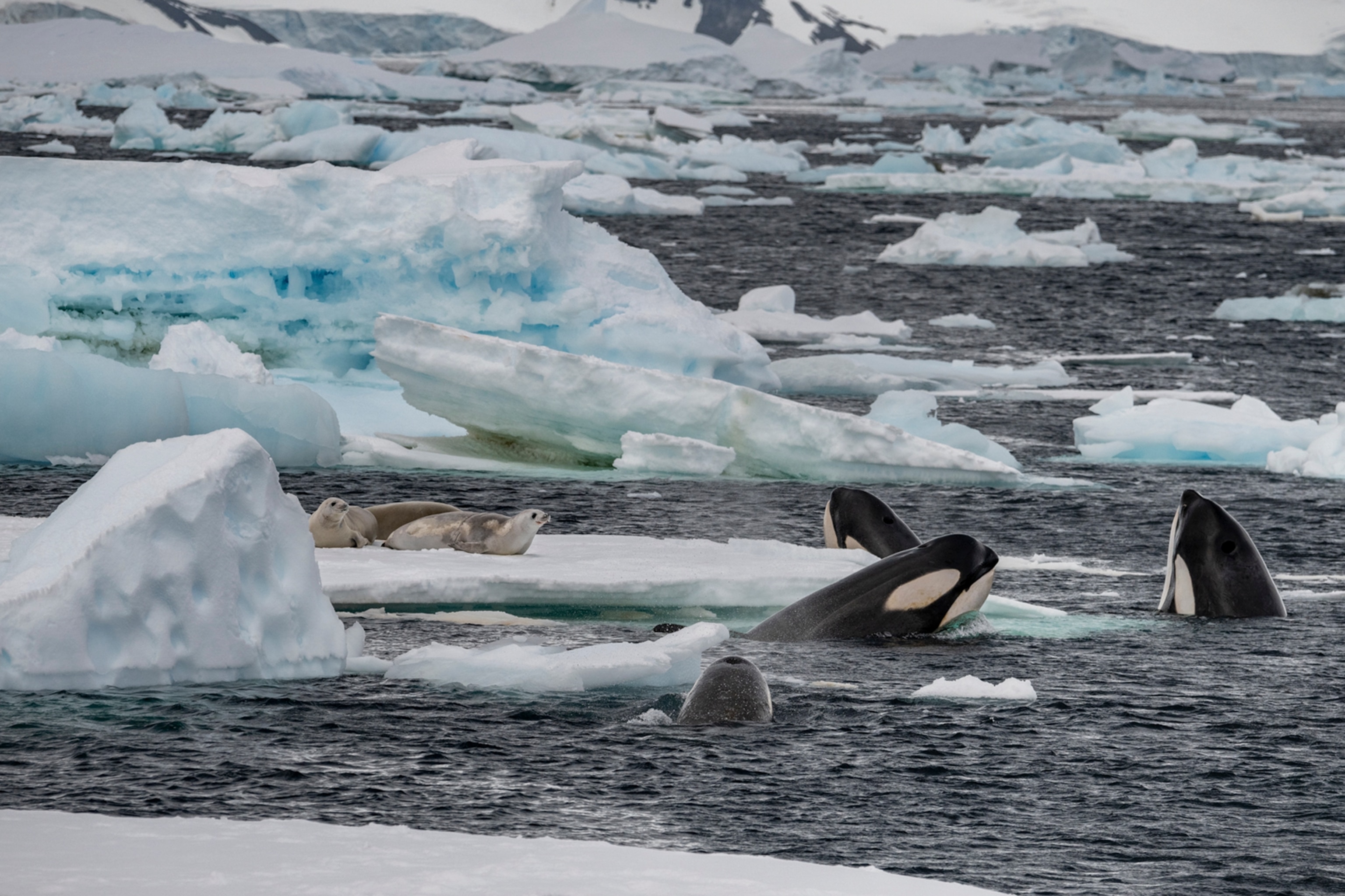 three killer whales with their heads poking out of the water in a field of small ice bergs, with three white and brown seals laying down on a larger and flat floating piece of ice.