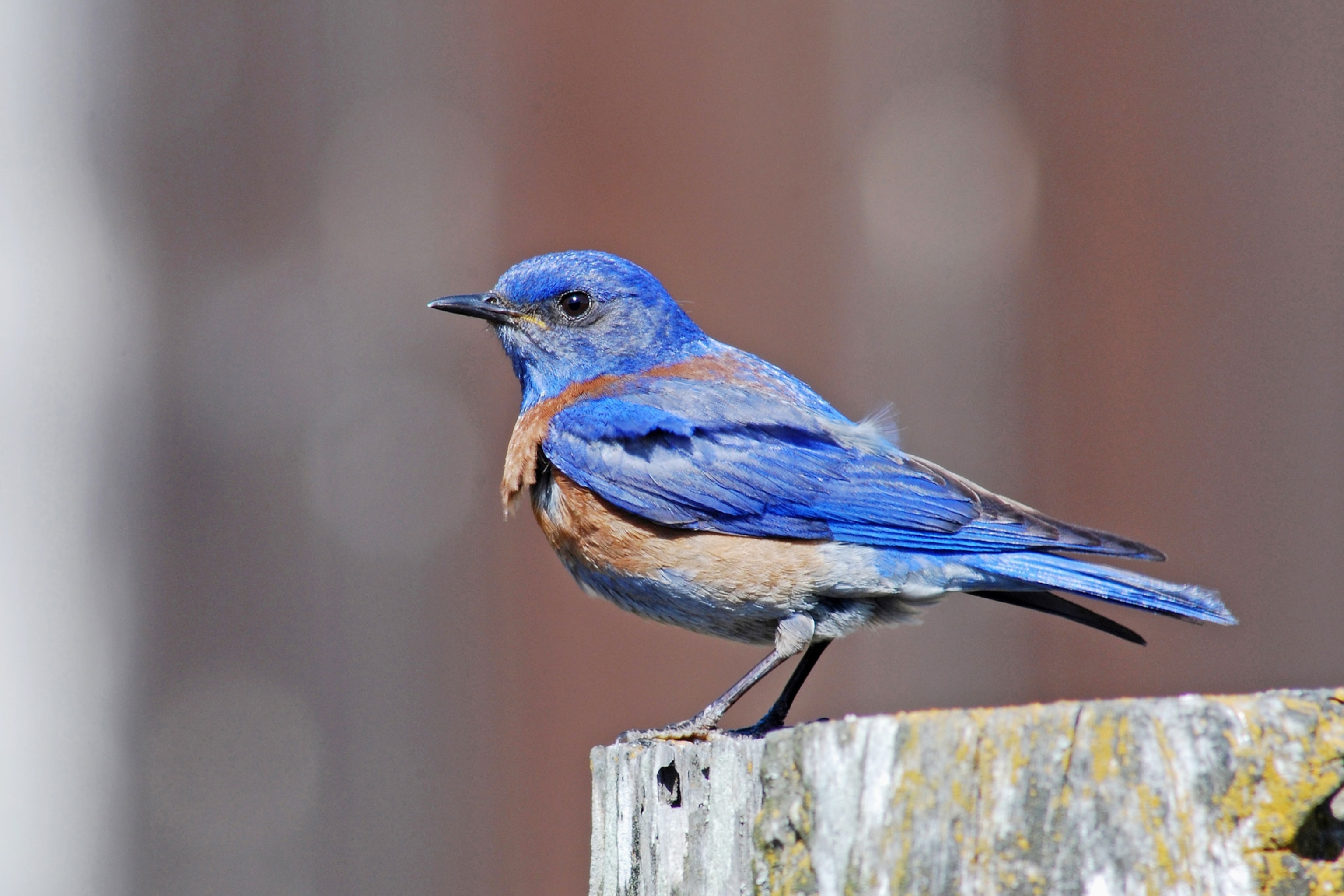 a Western bluebird