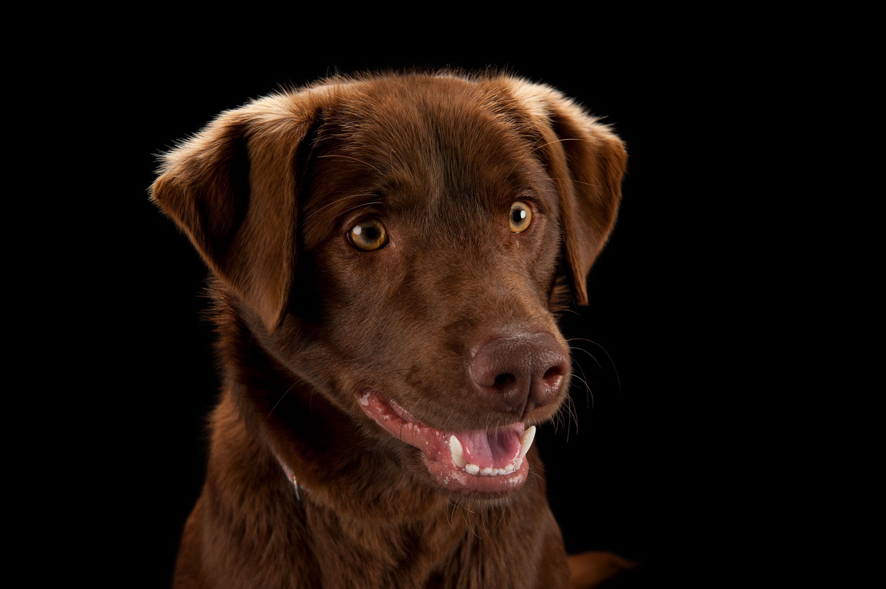 a chocolate labrador dog