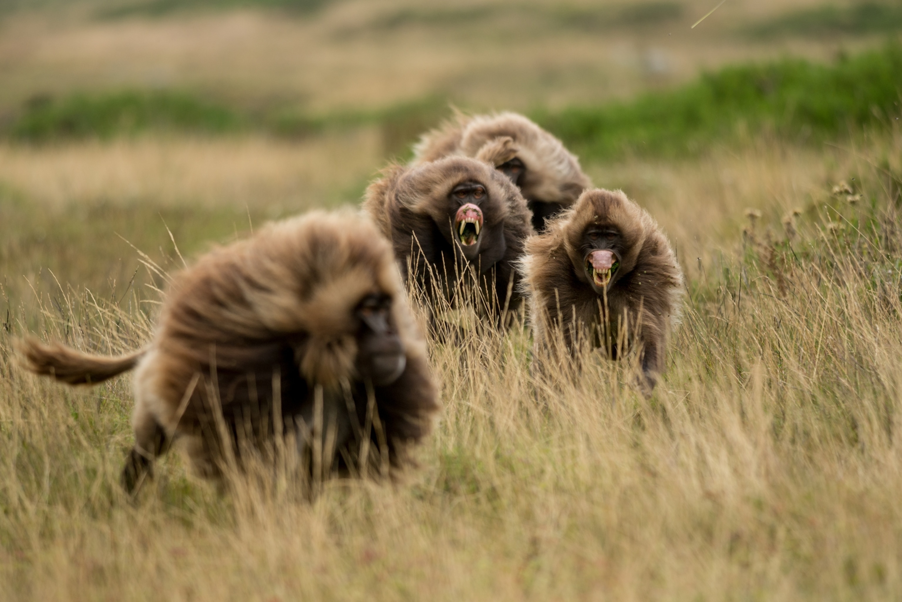 bachelor male geladas snarling during a high speed chase