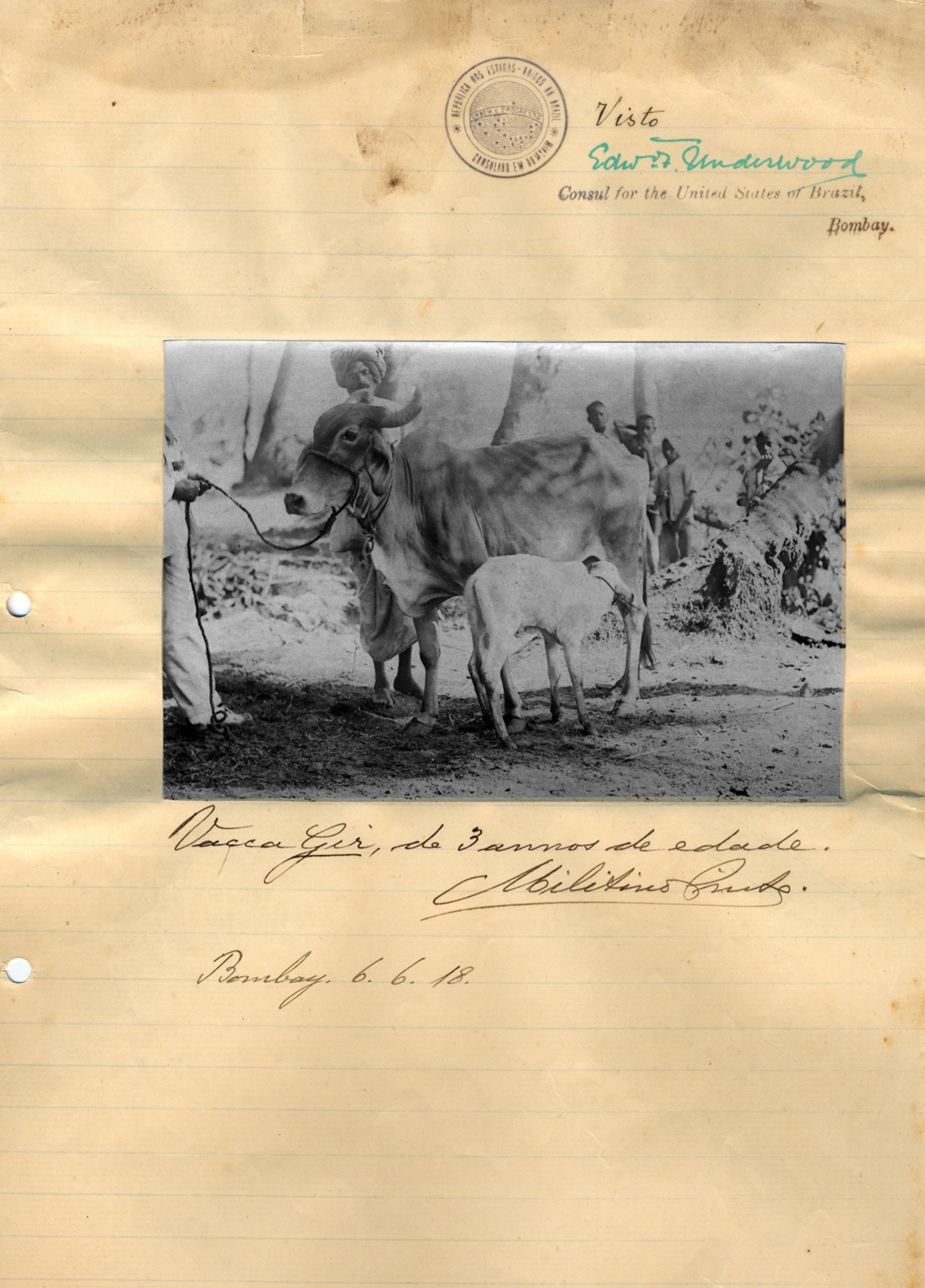 cattle document
