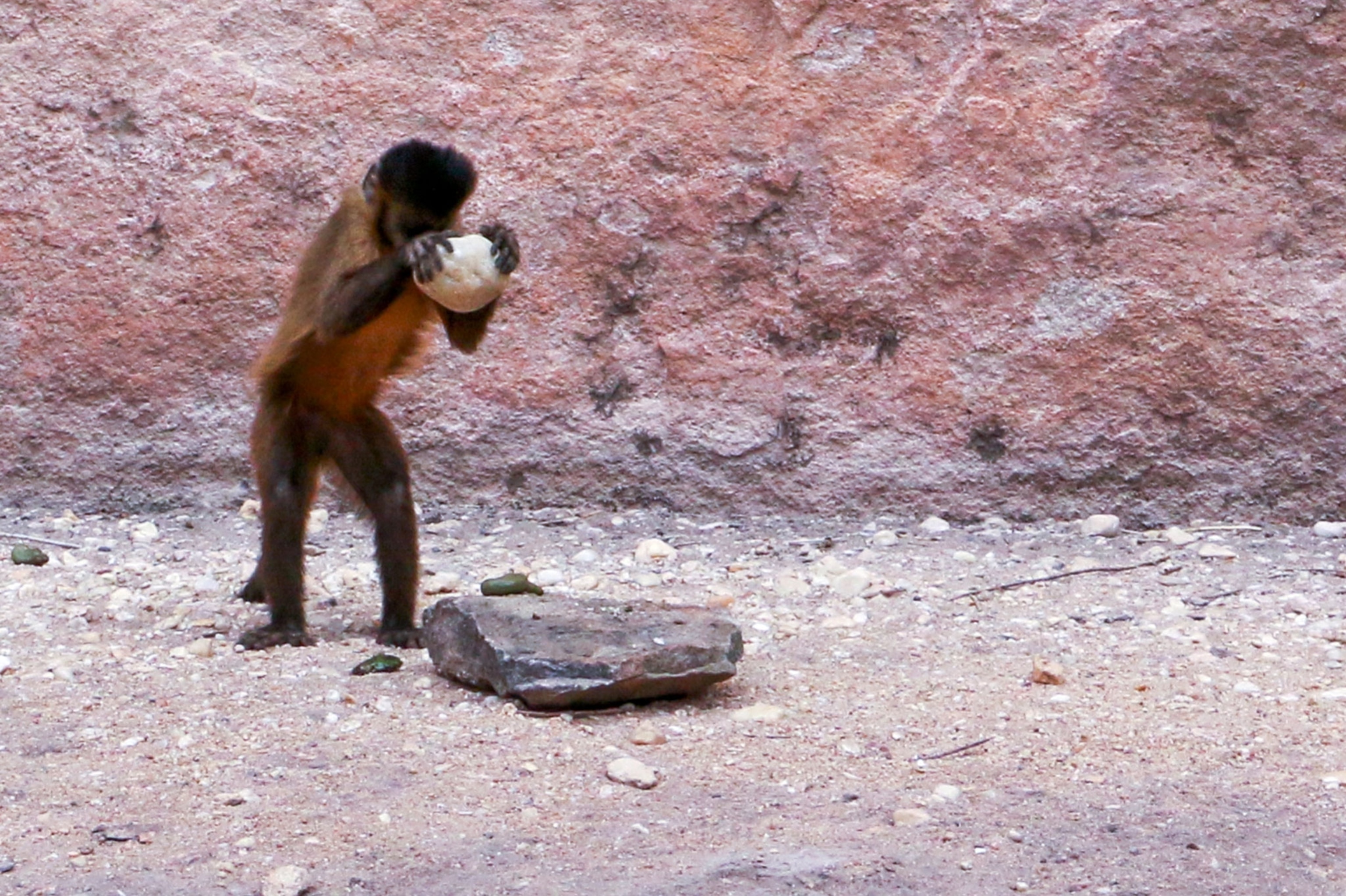 monkey using rock to crack open cashew.