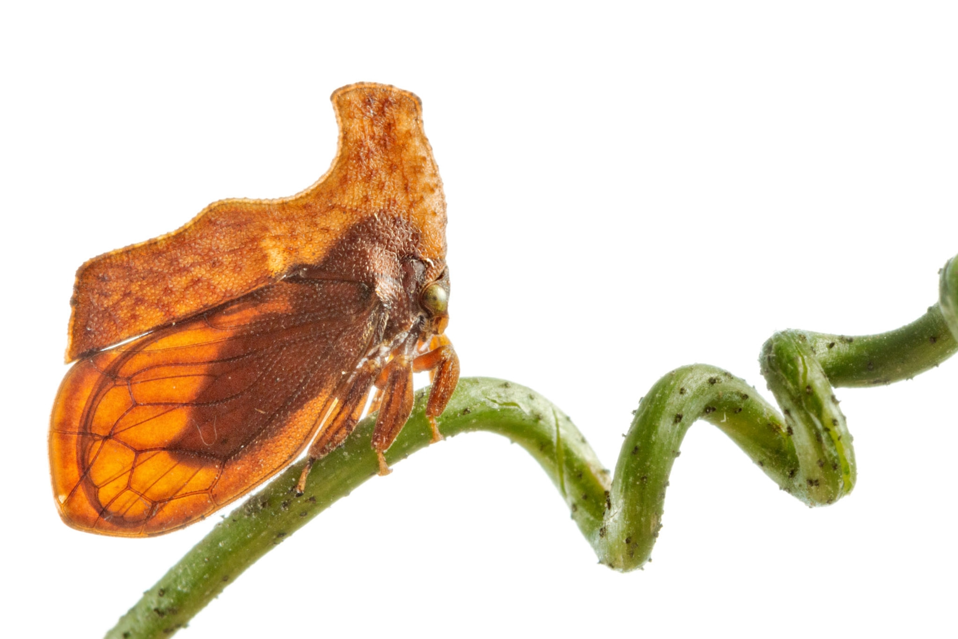 a treehopper on a white background