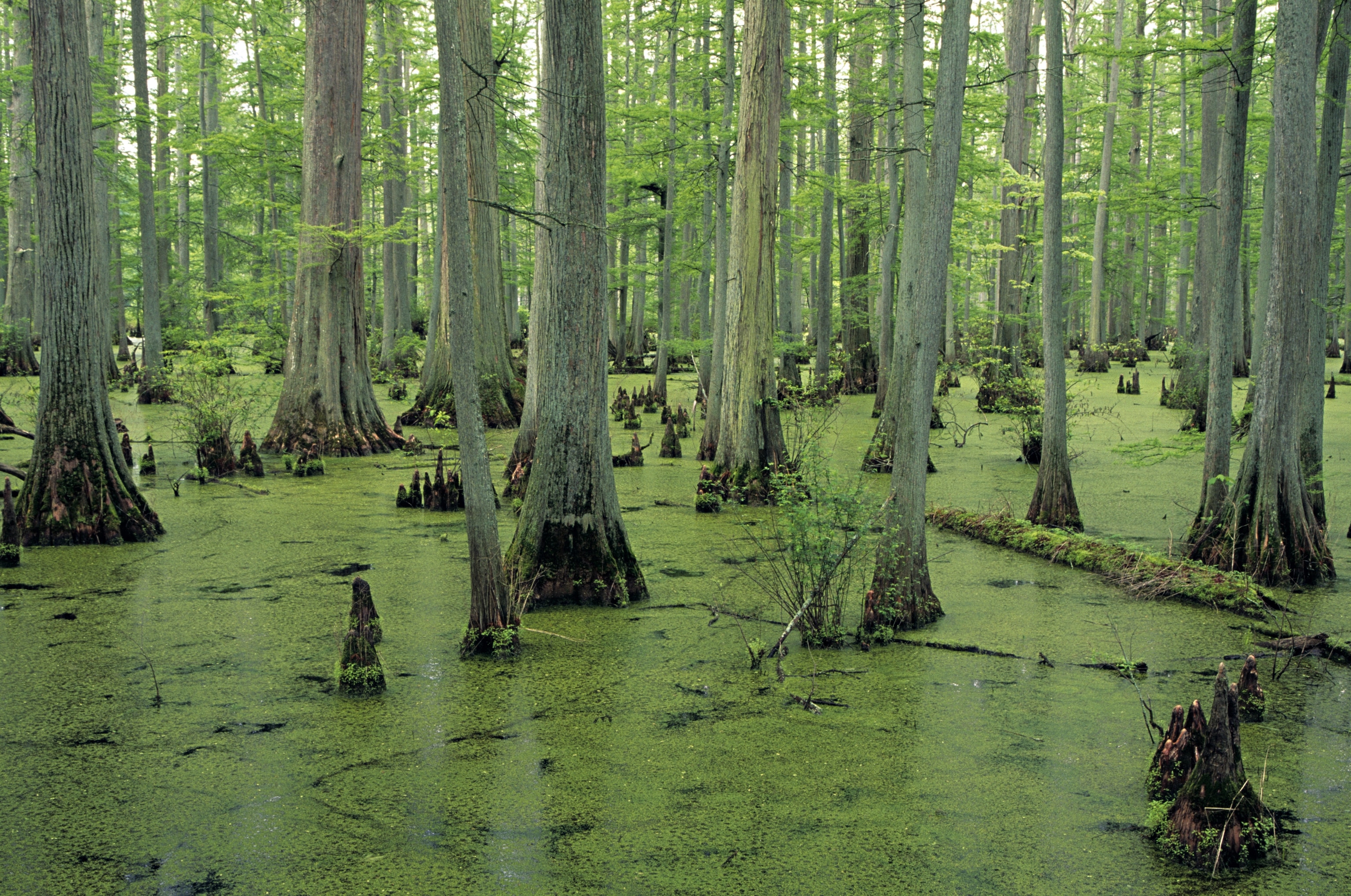 Bald Cypress swamp, Taxodium distichum in the Cache River State Natural Area,