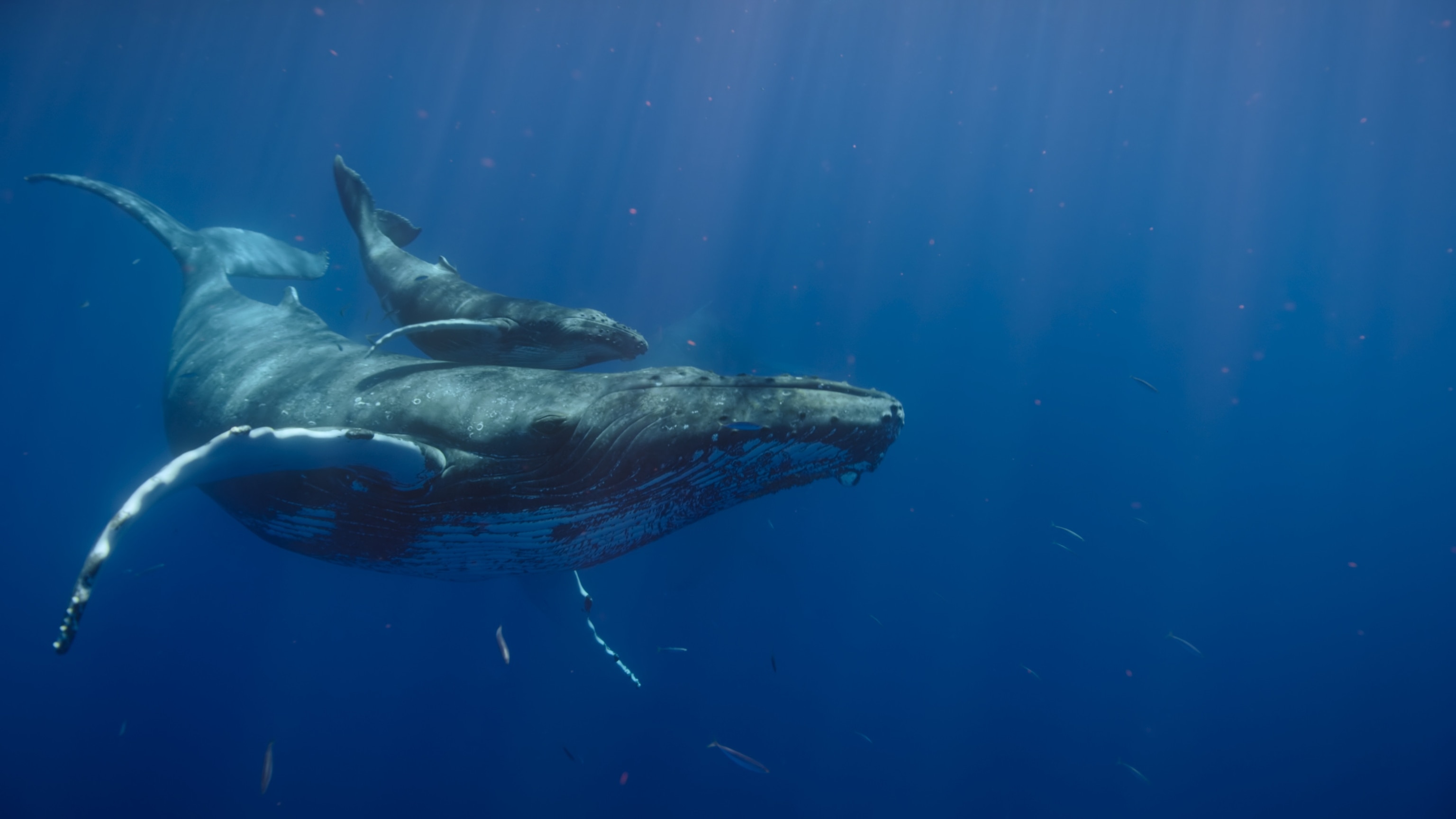 A whale gives birth.