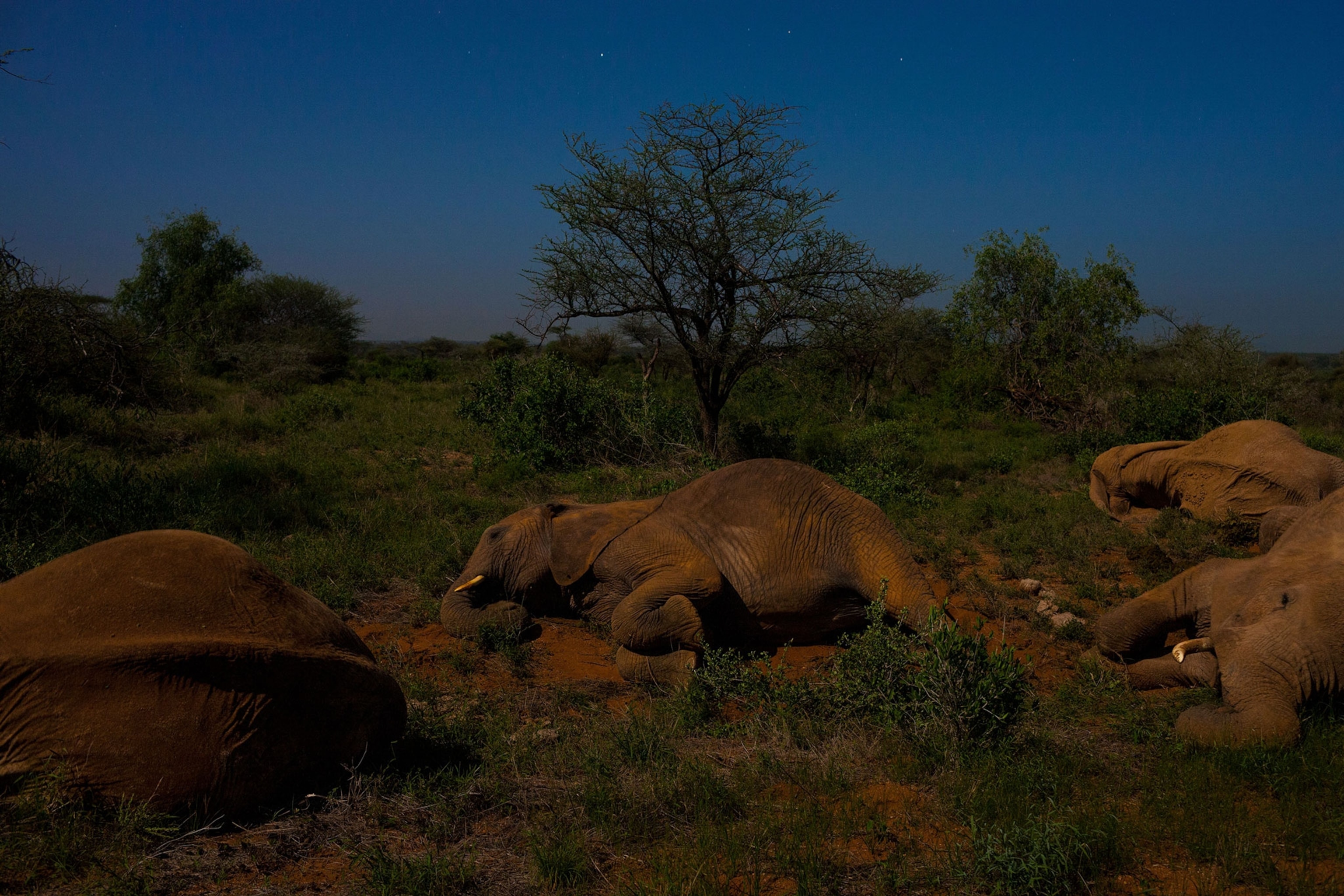 an elephant matriarch sleeping among her family in Samburu National Reserve, Kenya
