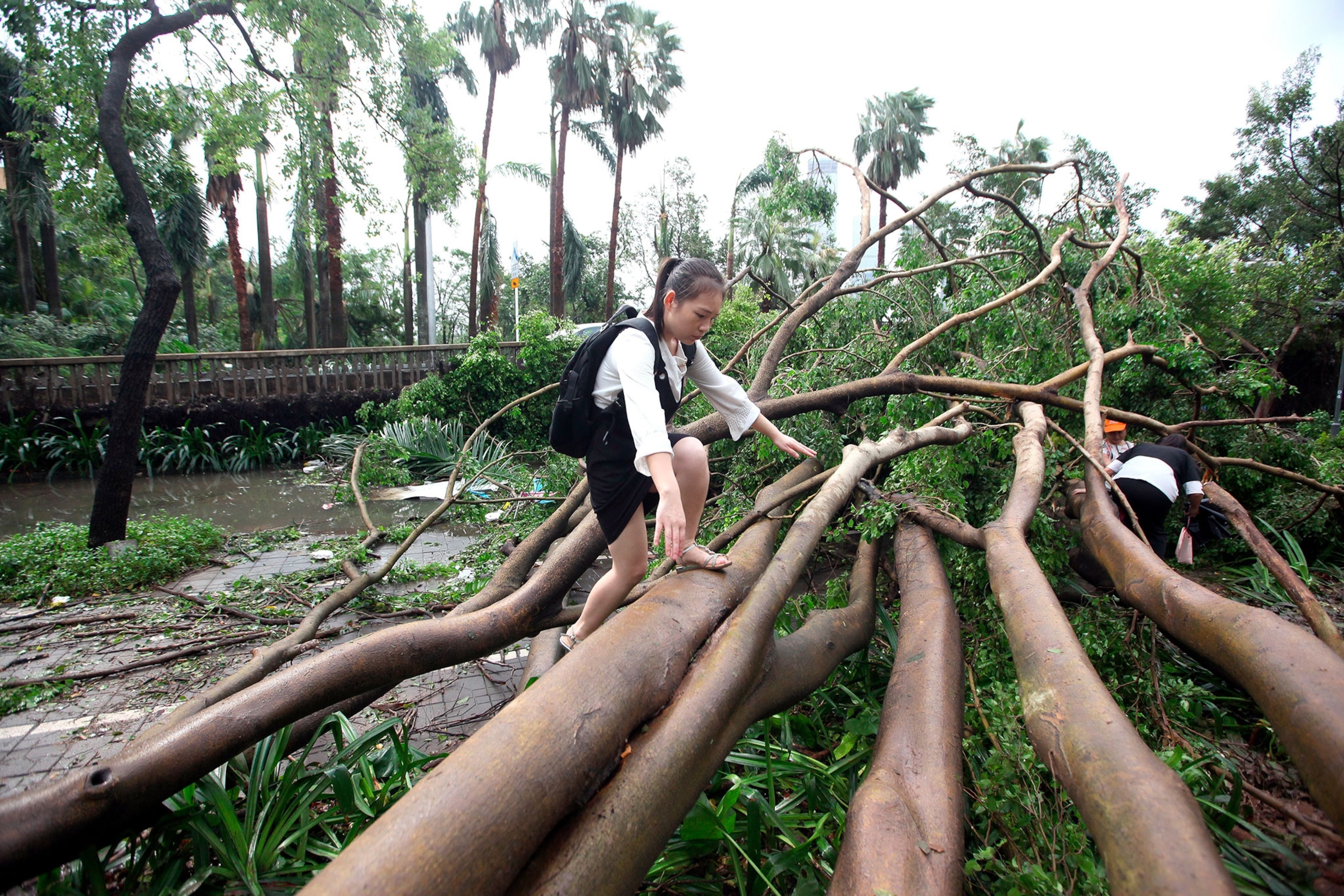 pedestrians attempting to walk through uprooted trees in Shenzen City.