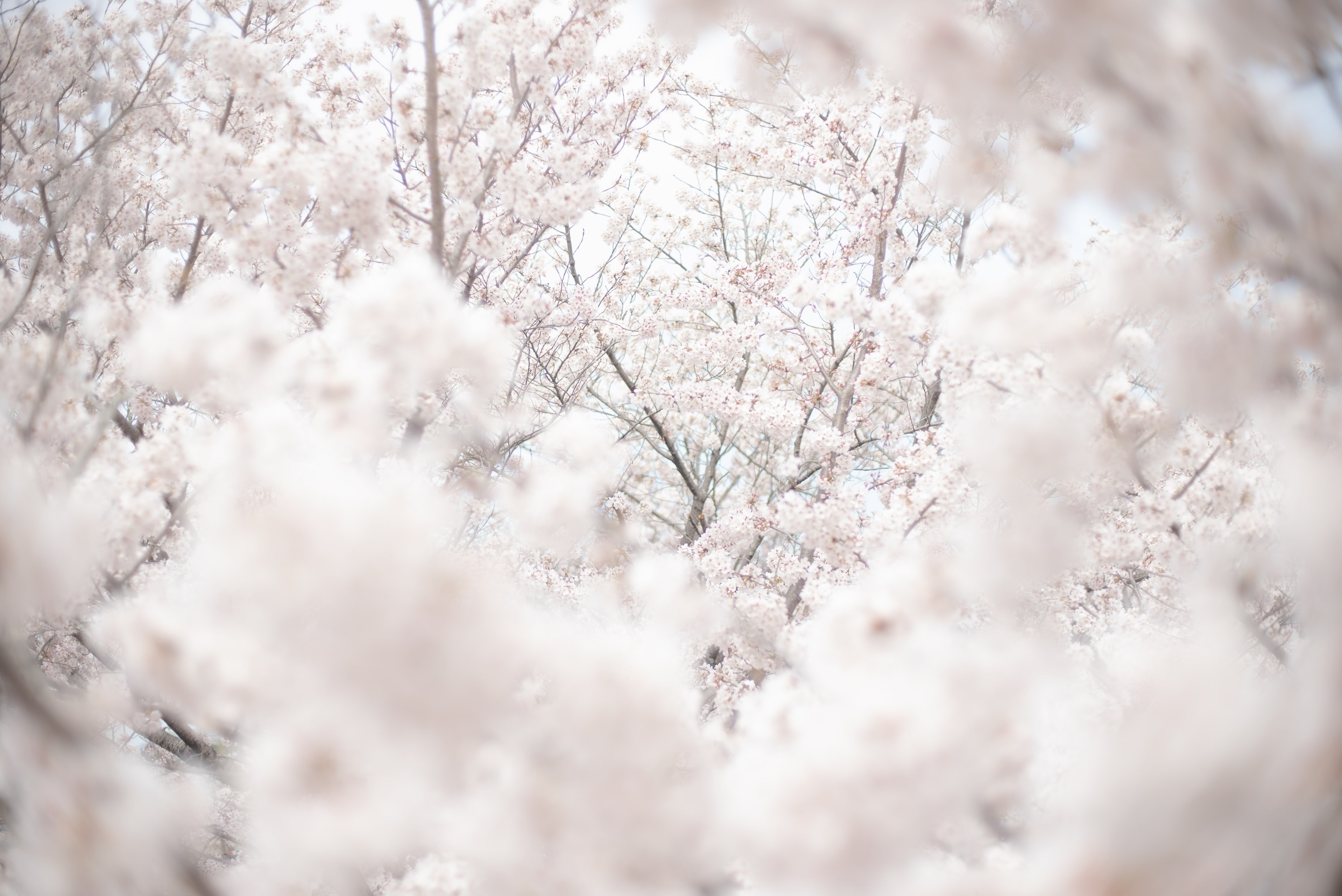Cherry blossoms in bloom in Kyoto.