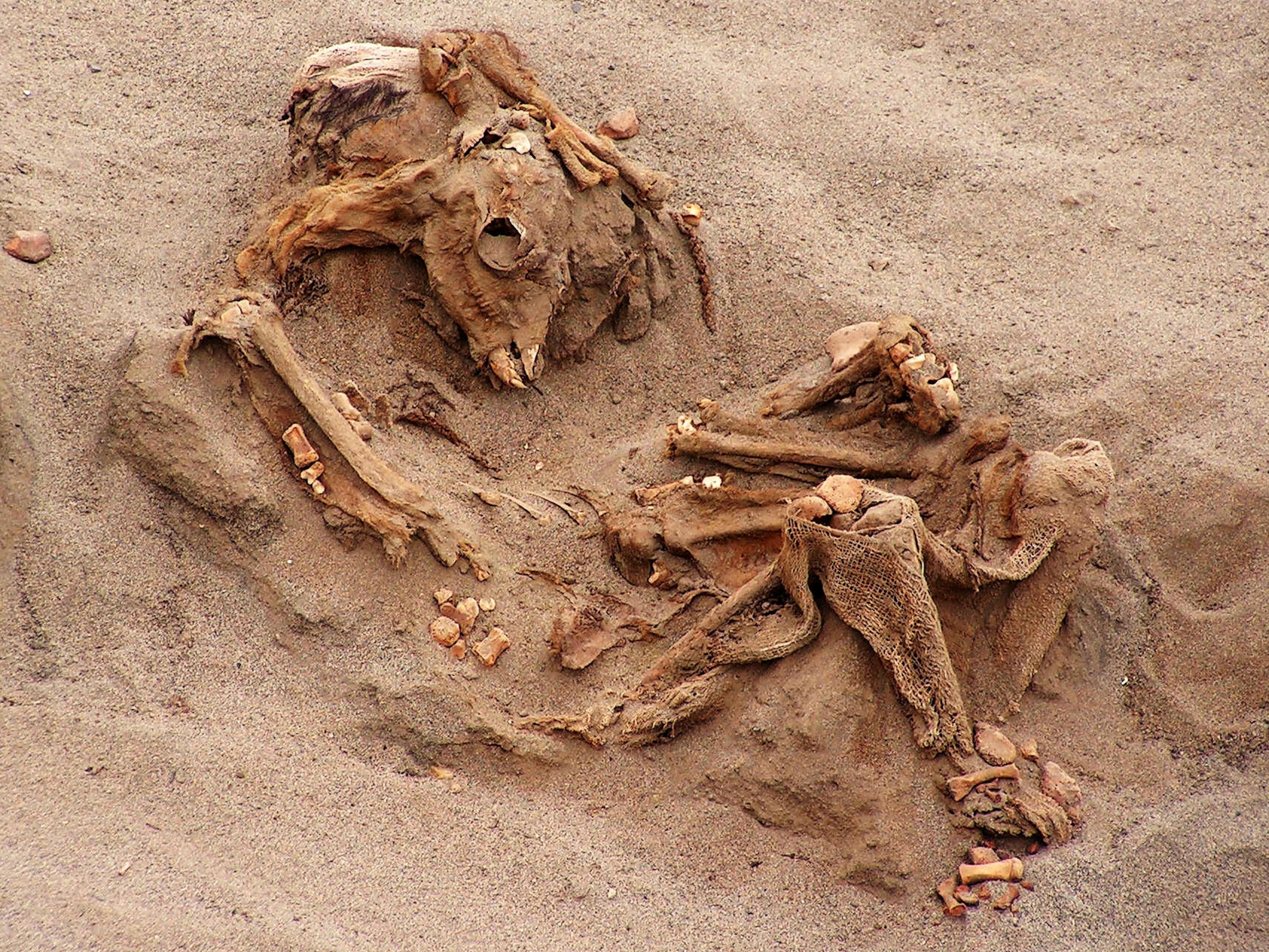 llama skeleton with a rob in sand