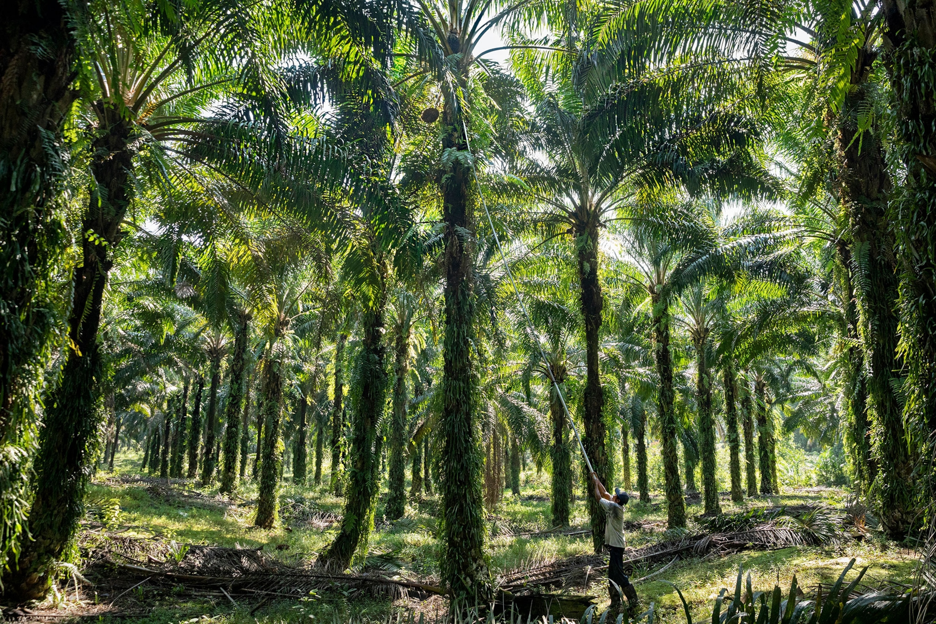 harvesting palm
