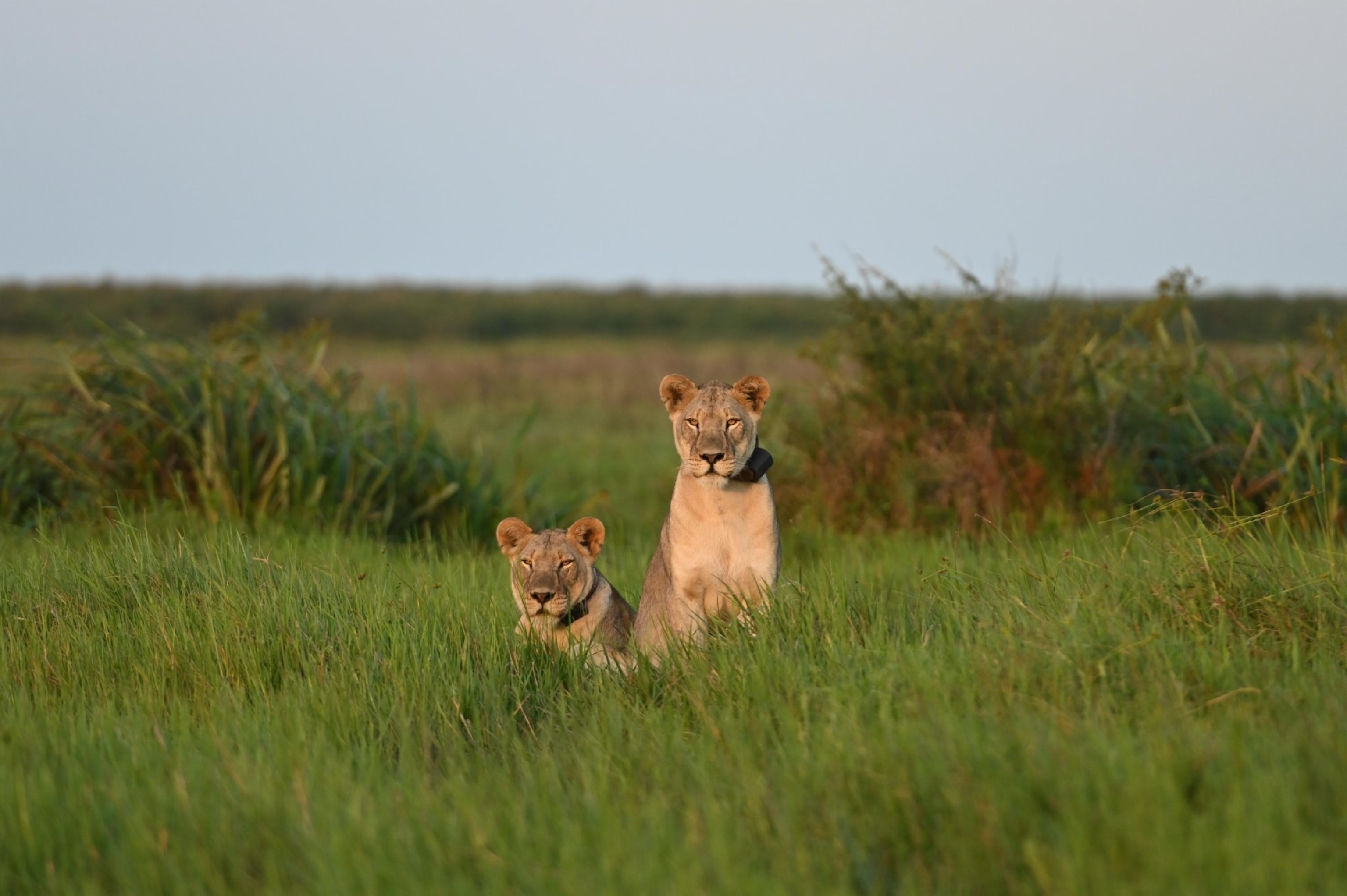 a pair of lions in Mozambique