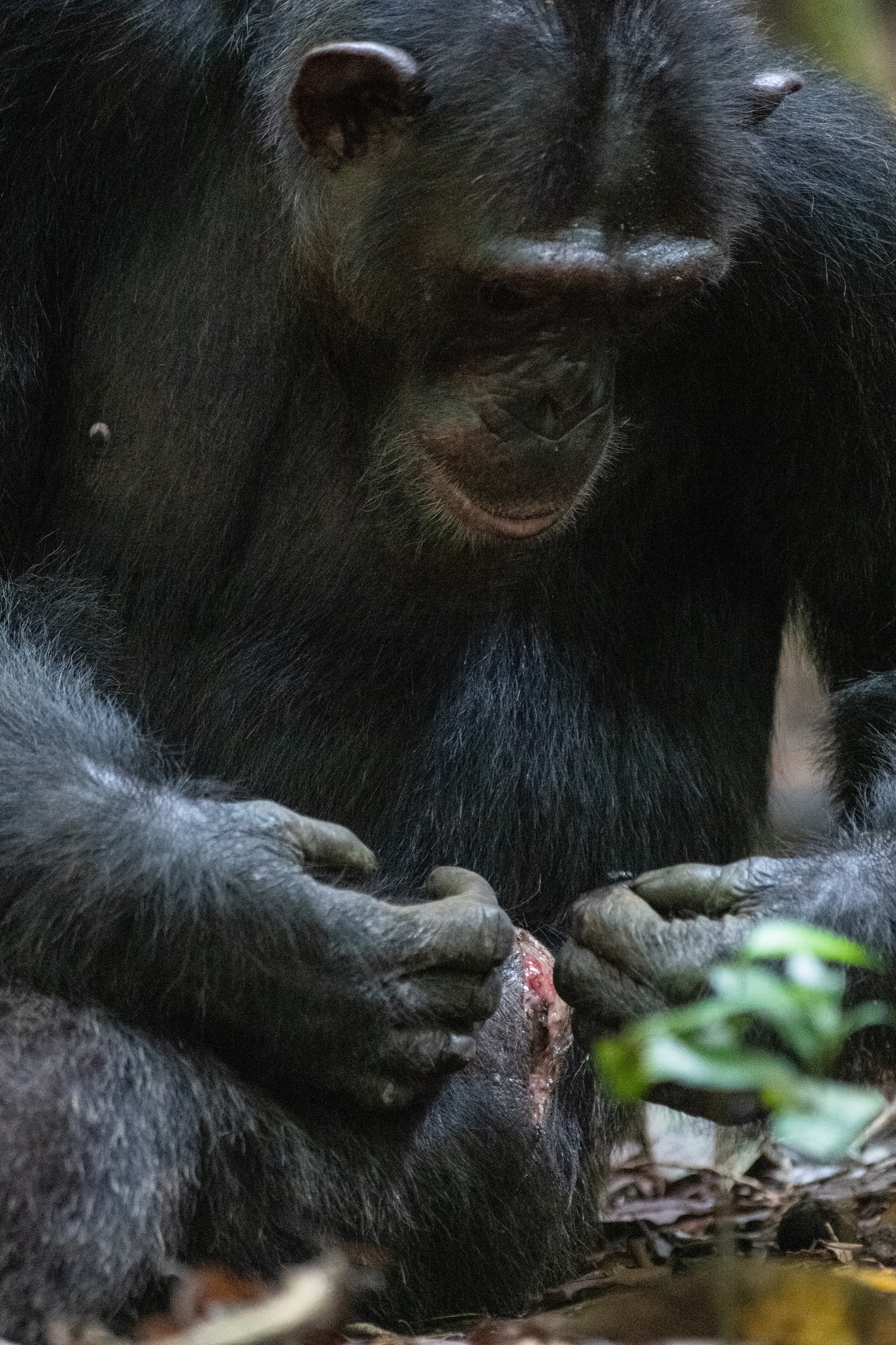 Male chimpanzee Thea has sustained wounds from a fight. Now he treats the spots with an insect.