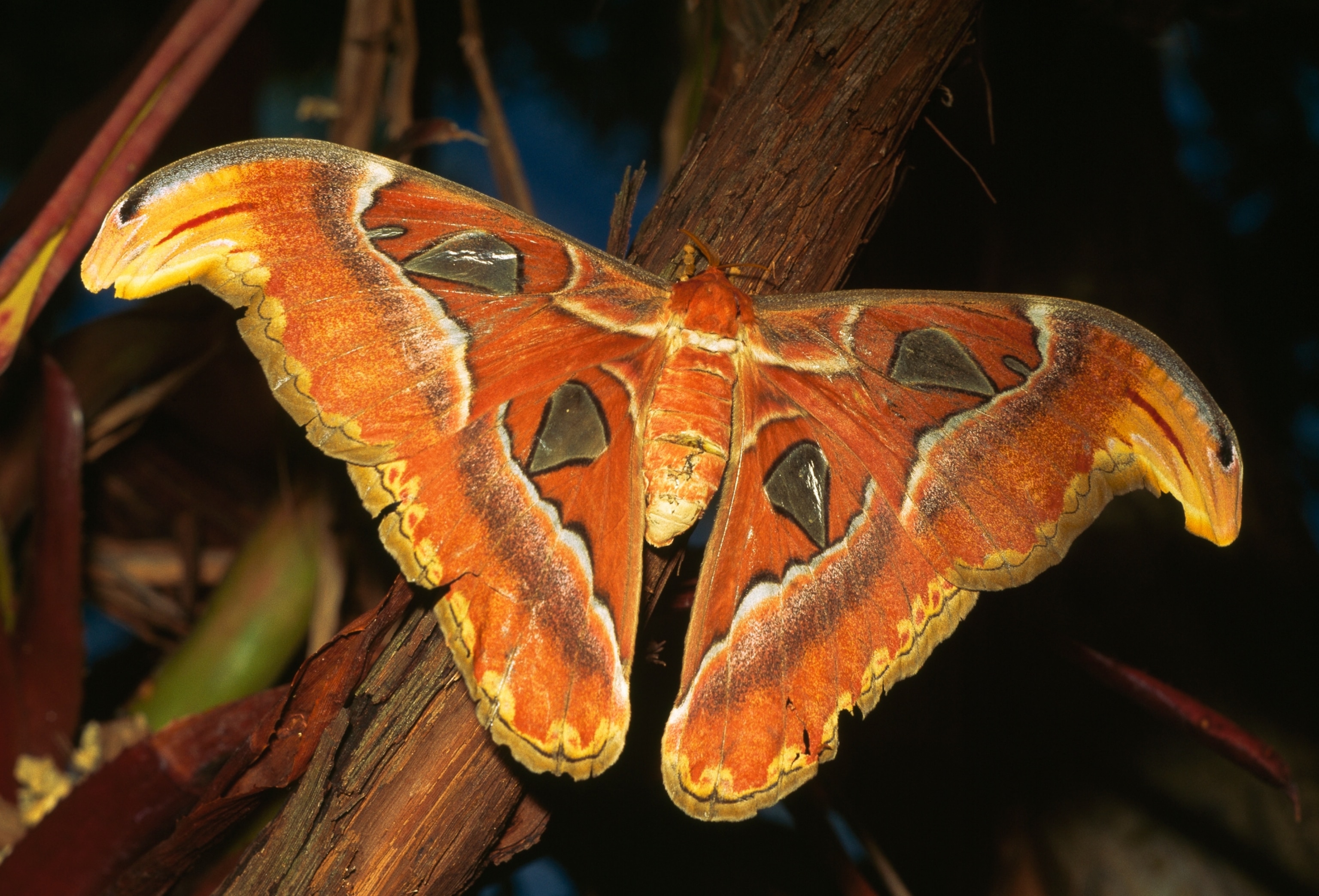 an atlas moth