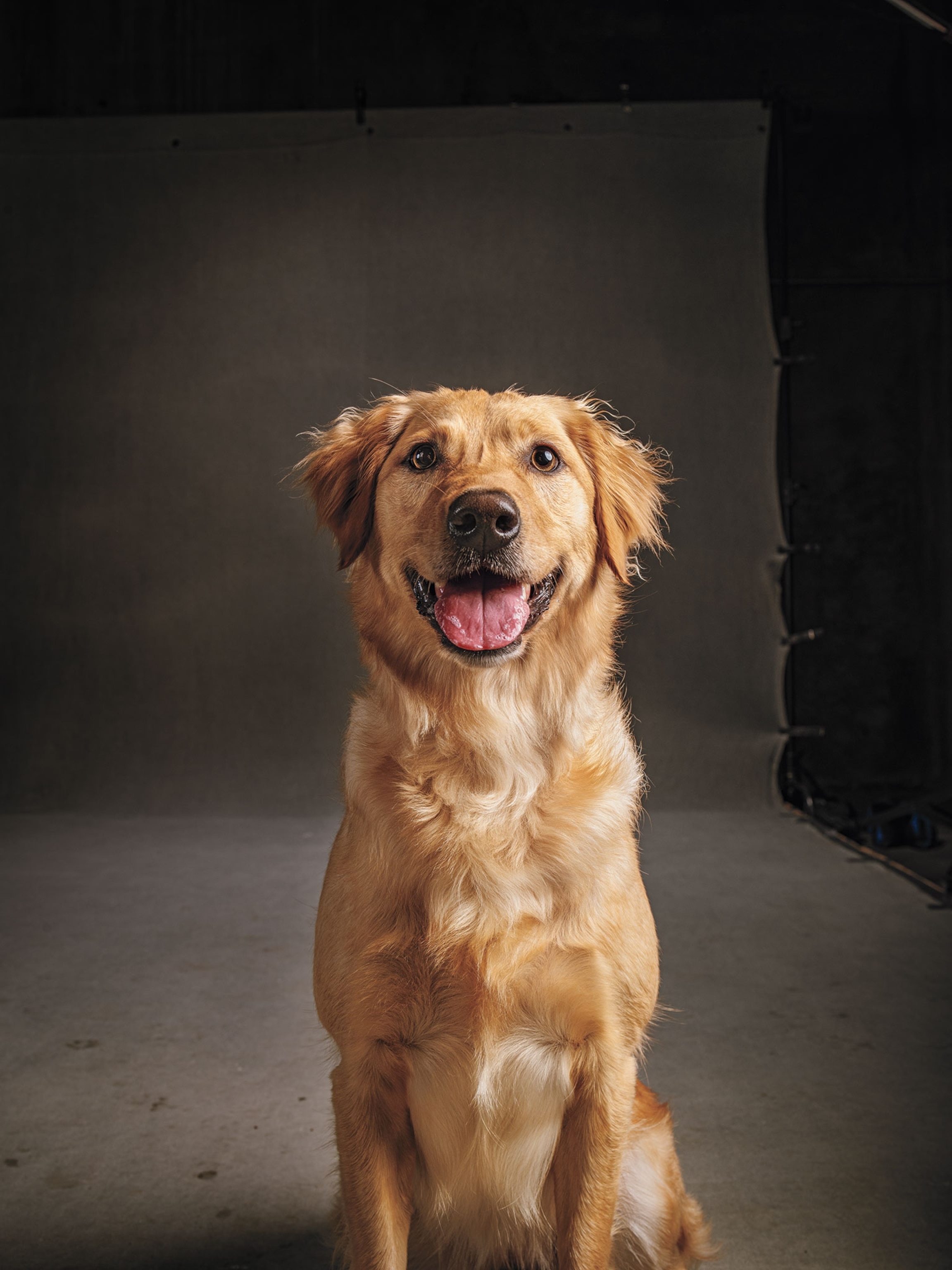 A Golden Retriever and Labrador mix looking at the camera with a black background