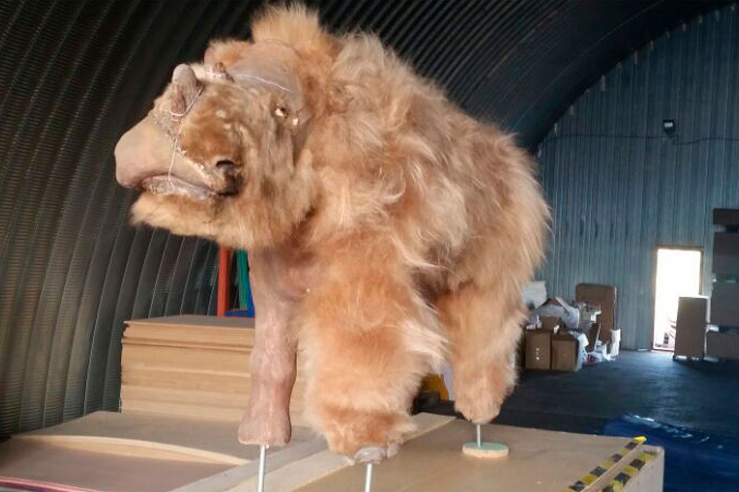 a wooly rhino reconstruction