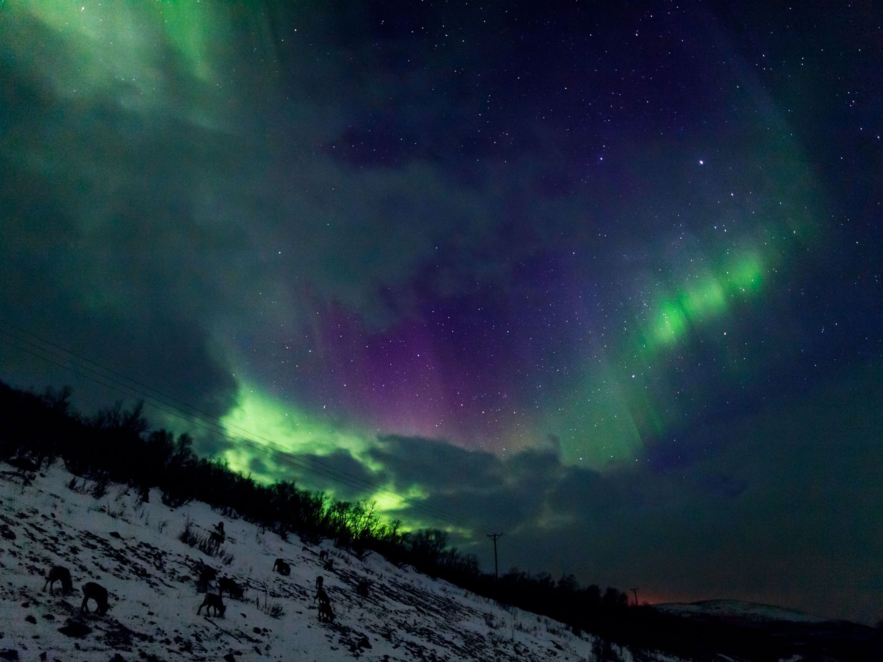 green, whispy colors in the night sky over a snowy landscape with reindeer