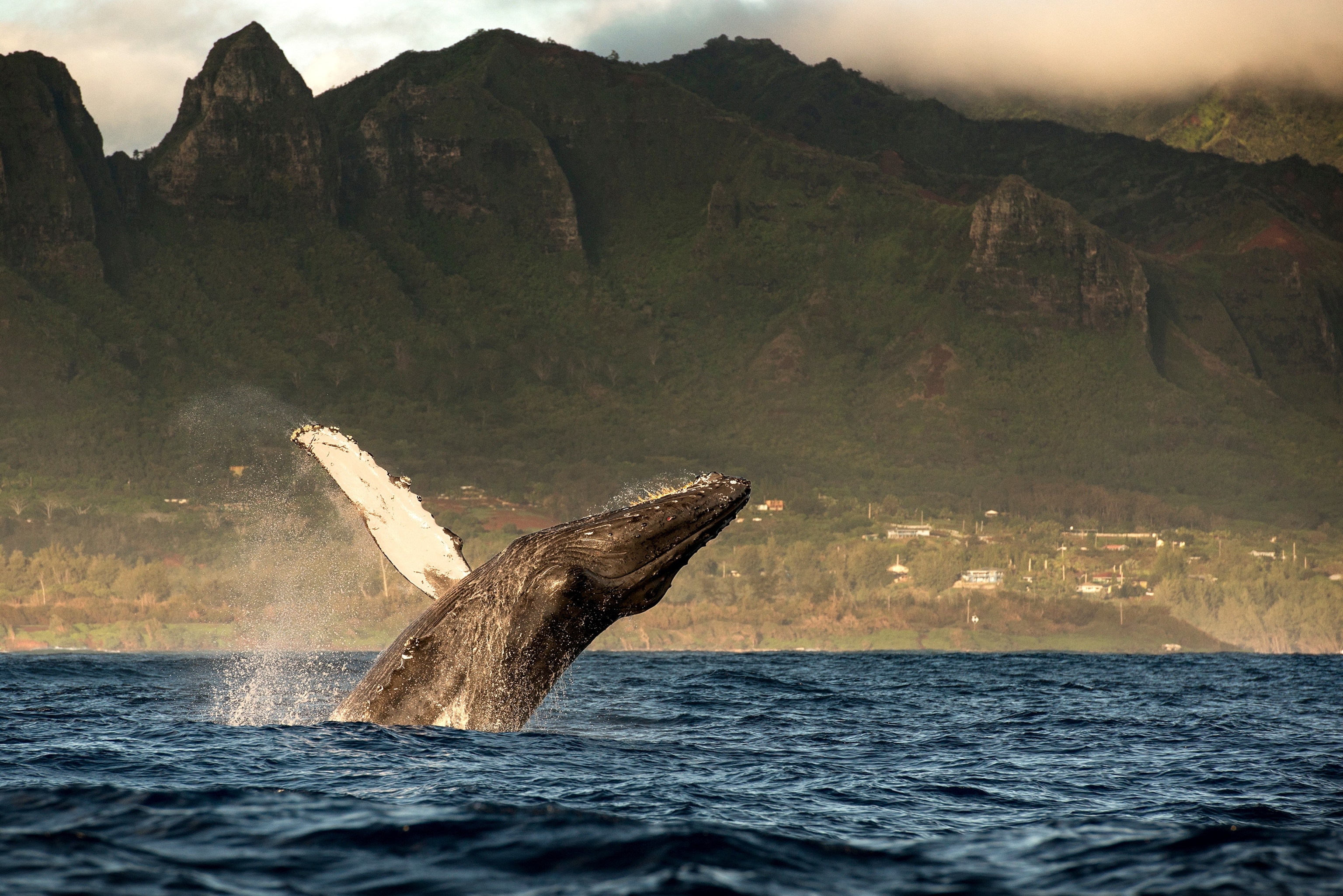 a humpback whale breaching near Kauai Island, Hawaii