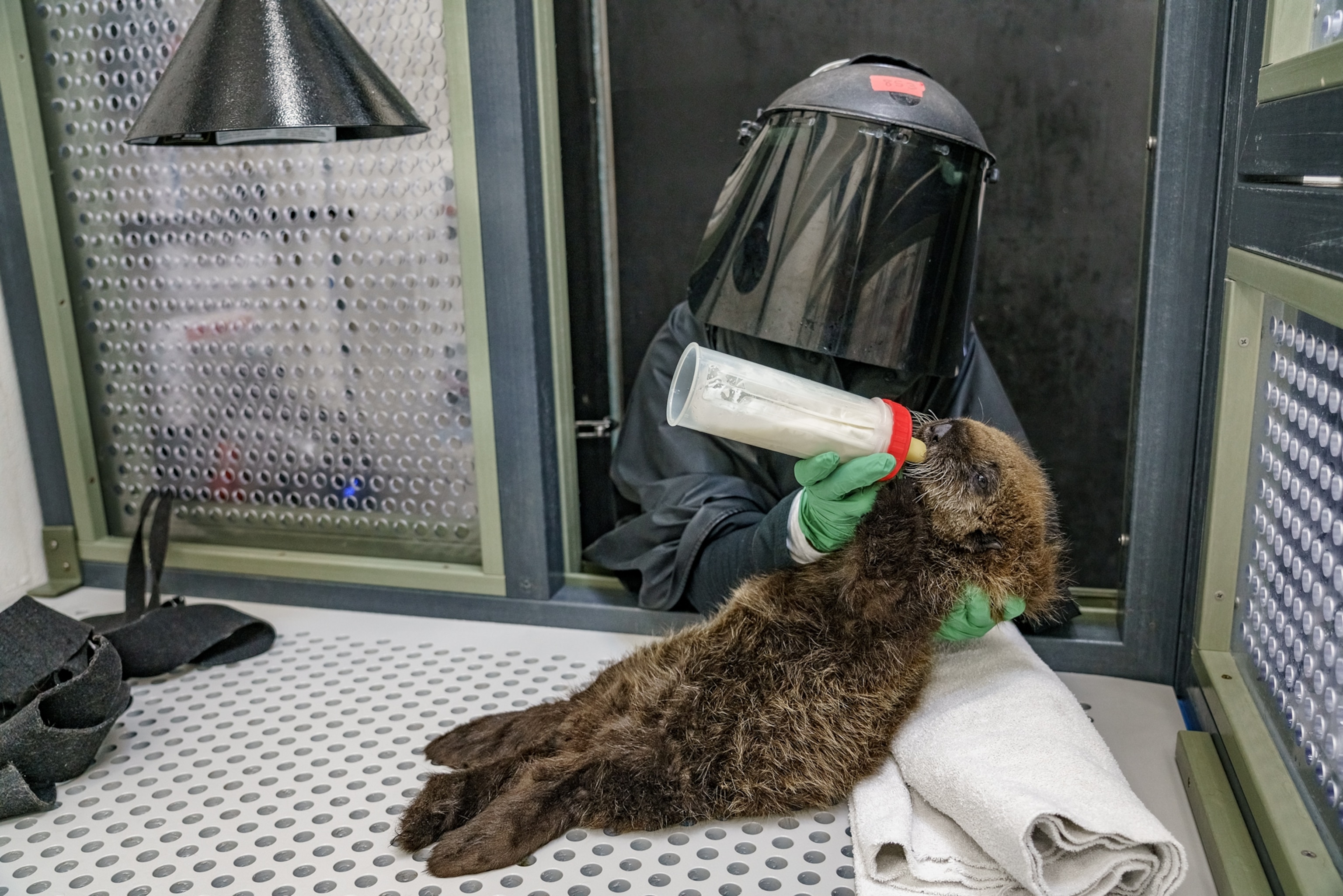 Picture of an otter laying on a metal table being fed by a person in a black suit and black face shield.
