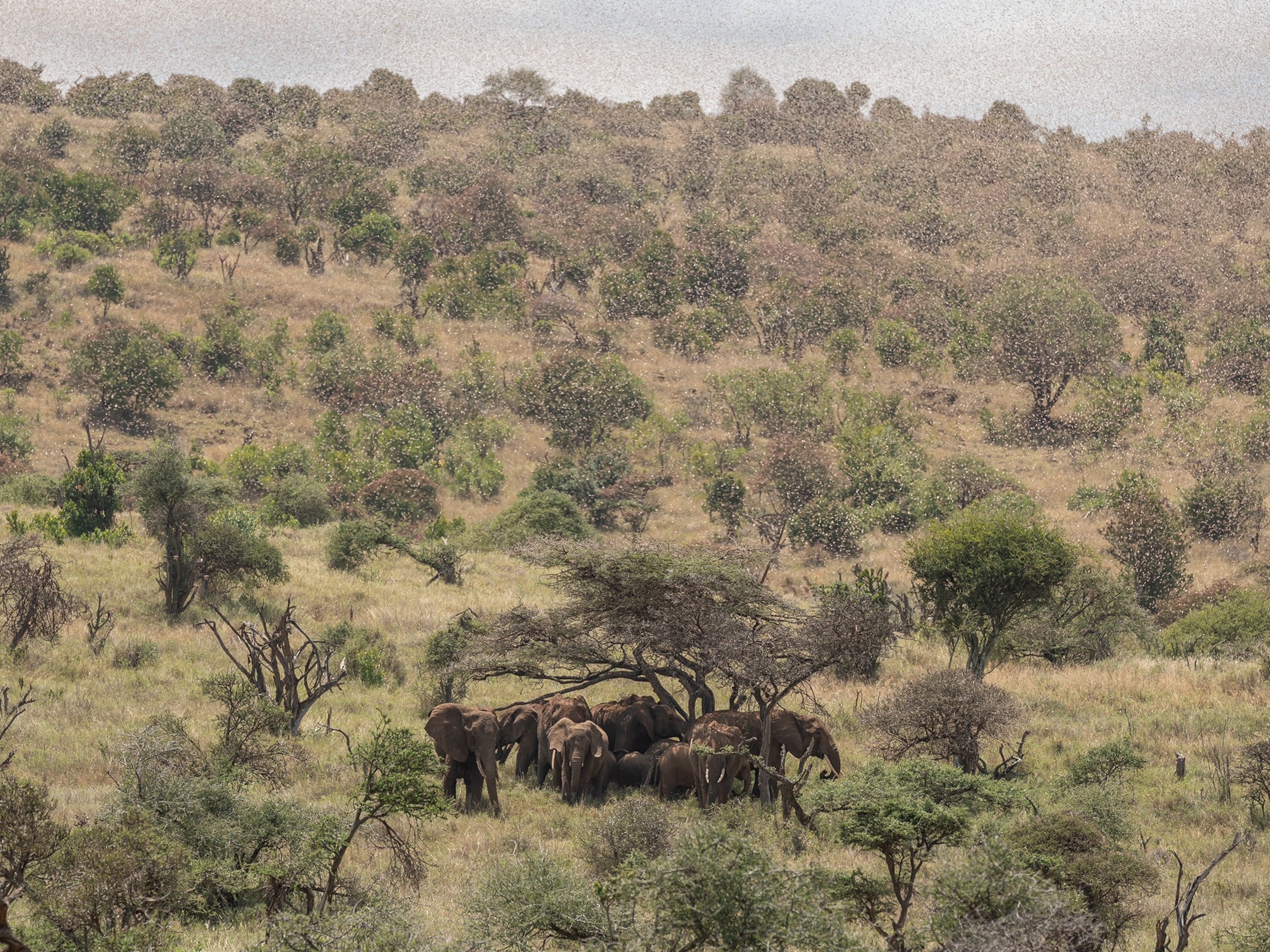 Picture of elephants standing underneath swarm of iocusts