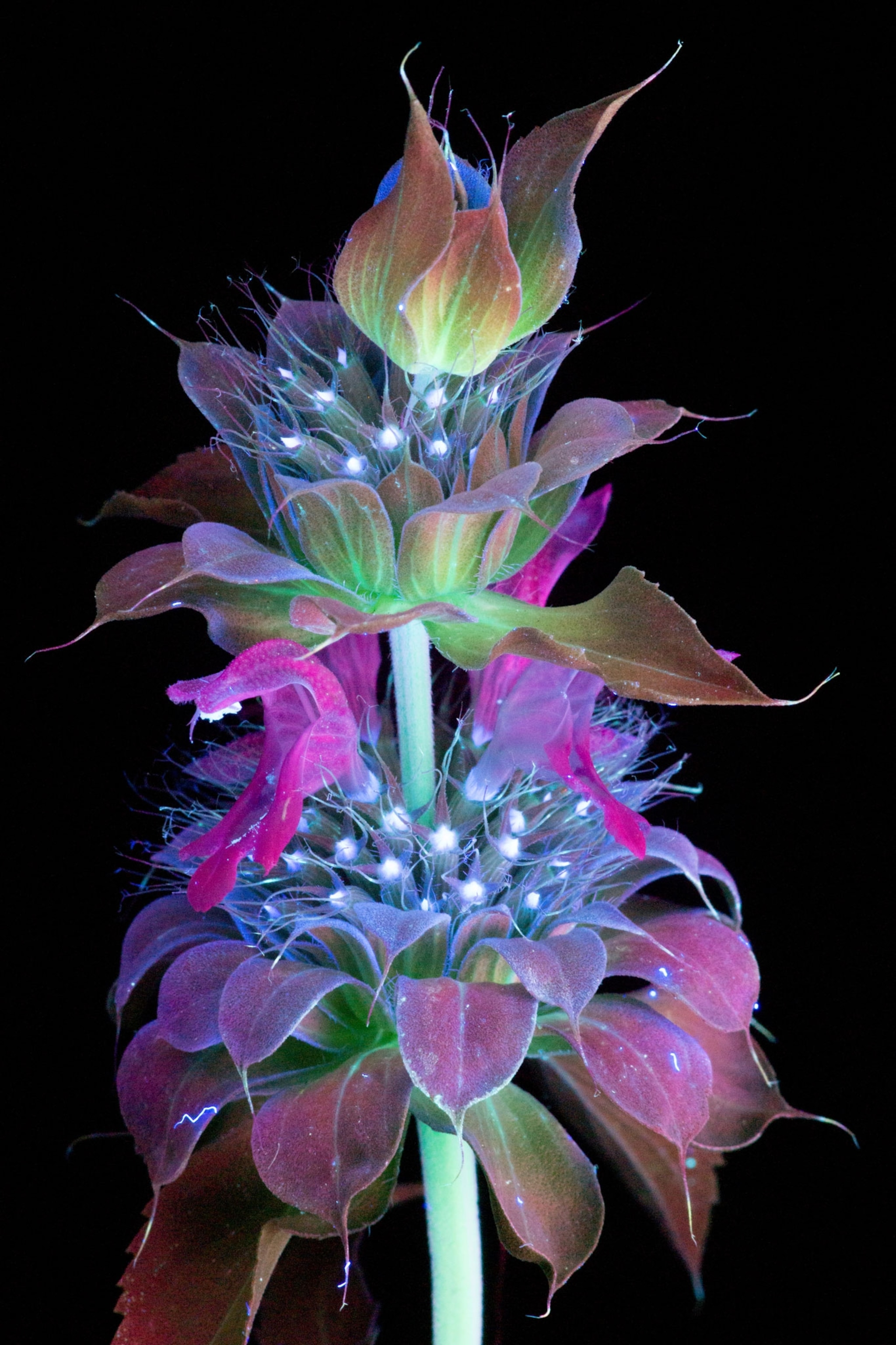bee balm