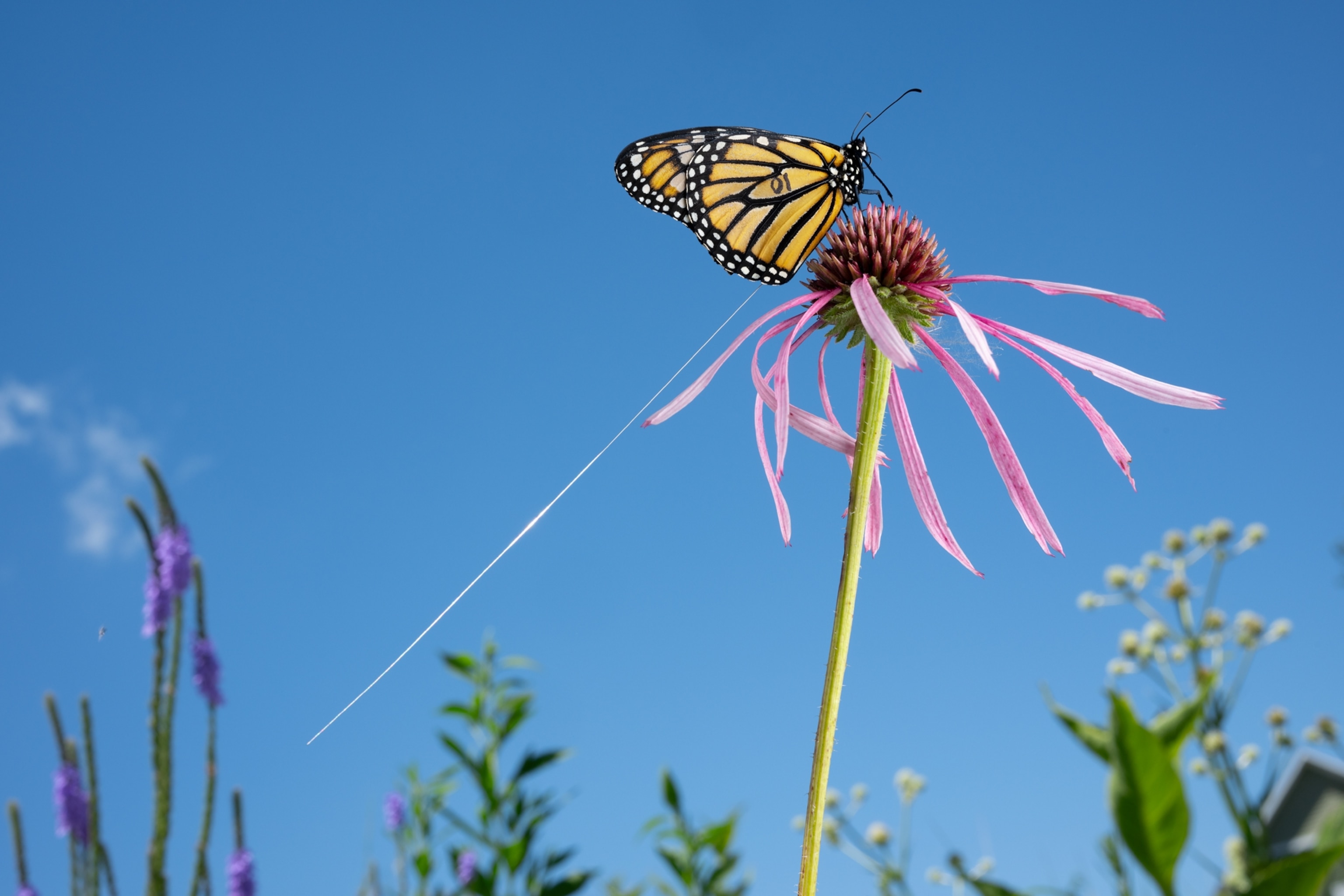 A monarch butterflies on an Echinacea flower with a radio transmitter attached to her abdomen.