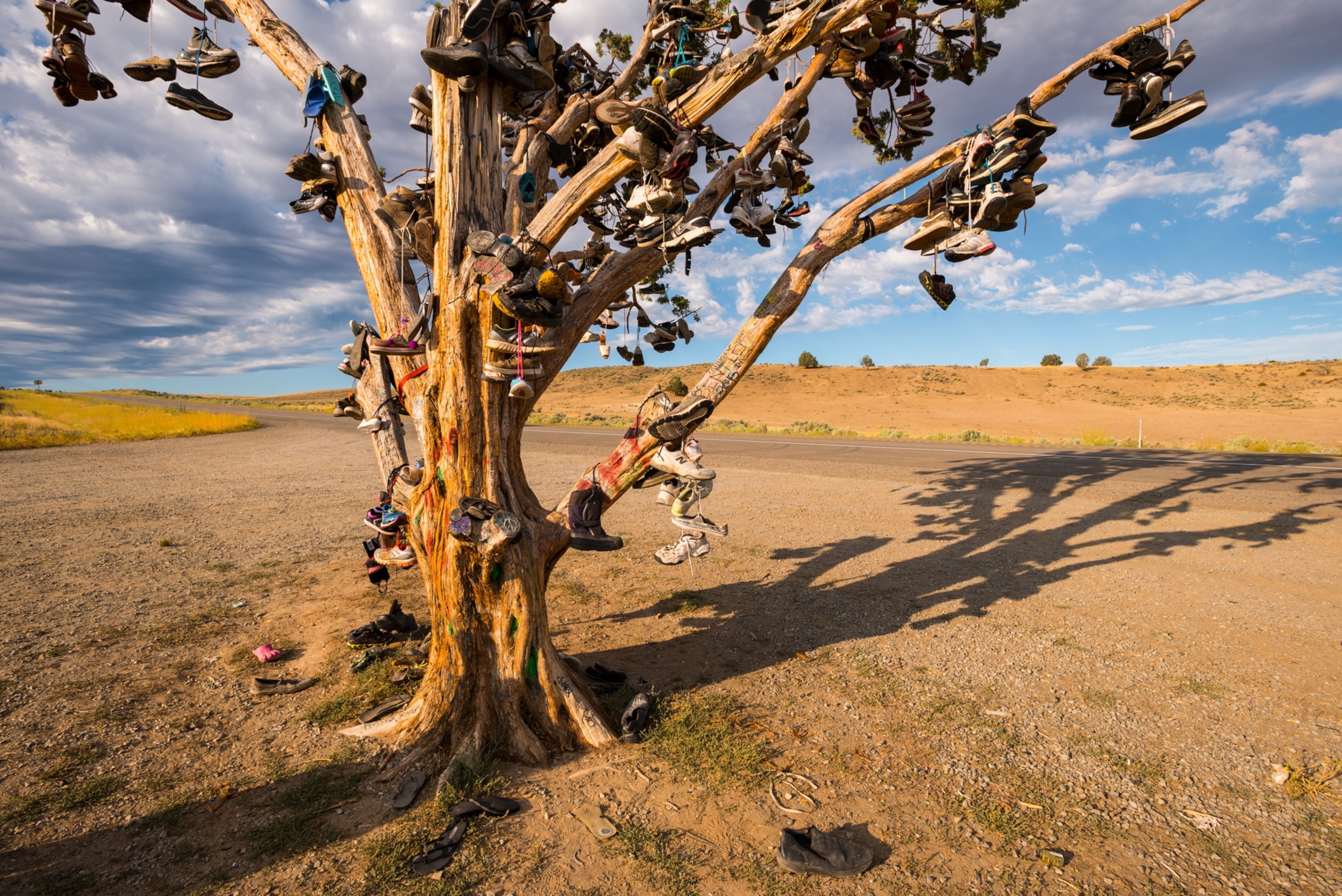 a bunch of pairs of shoes tied to a tree in the desert