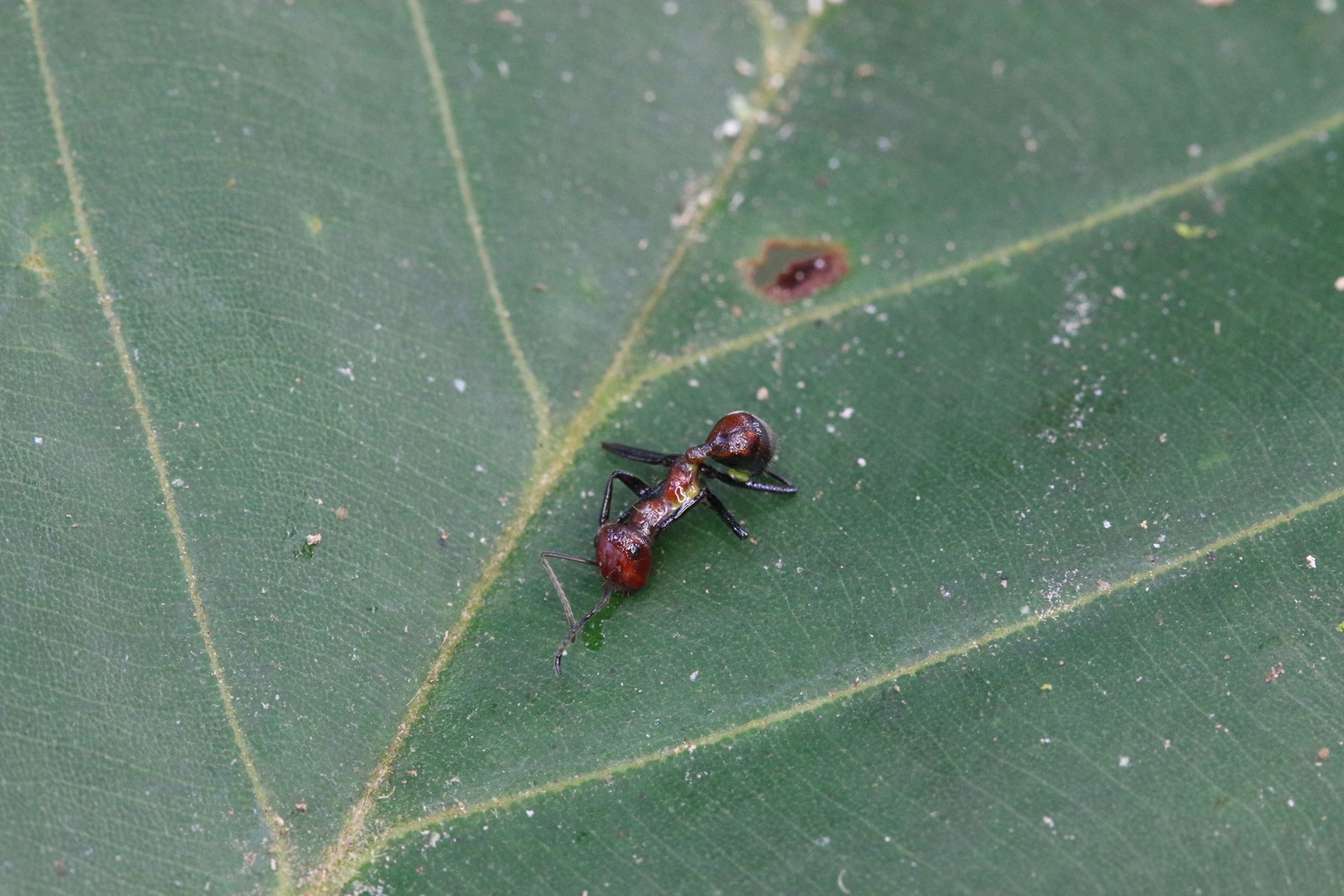 ants