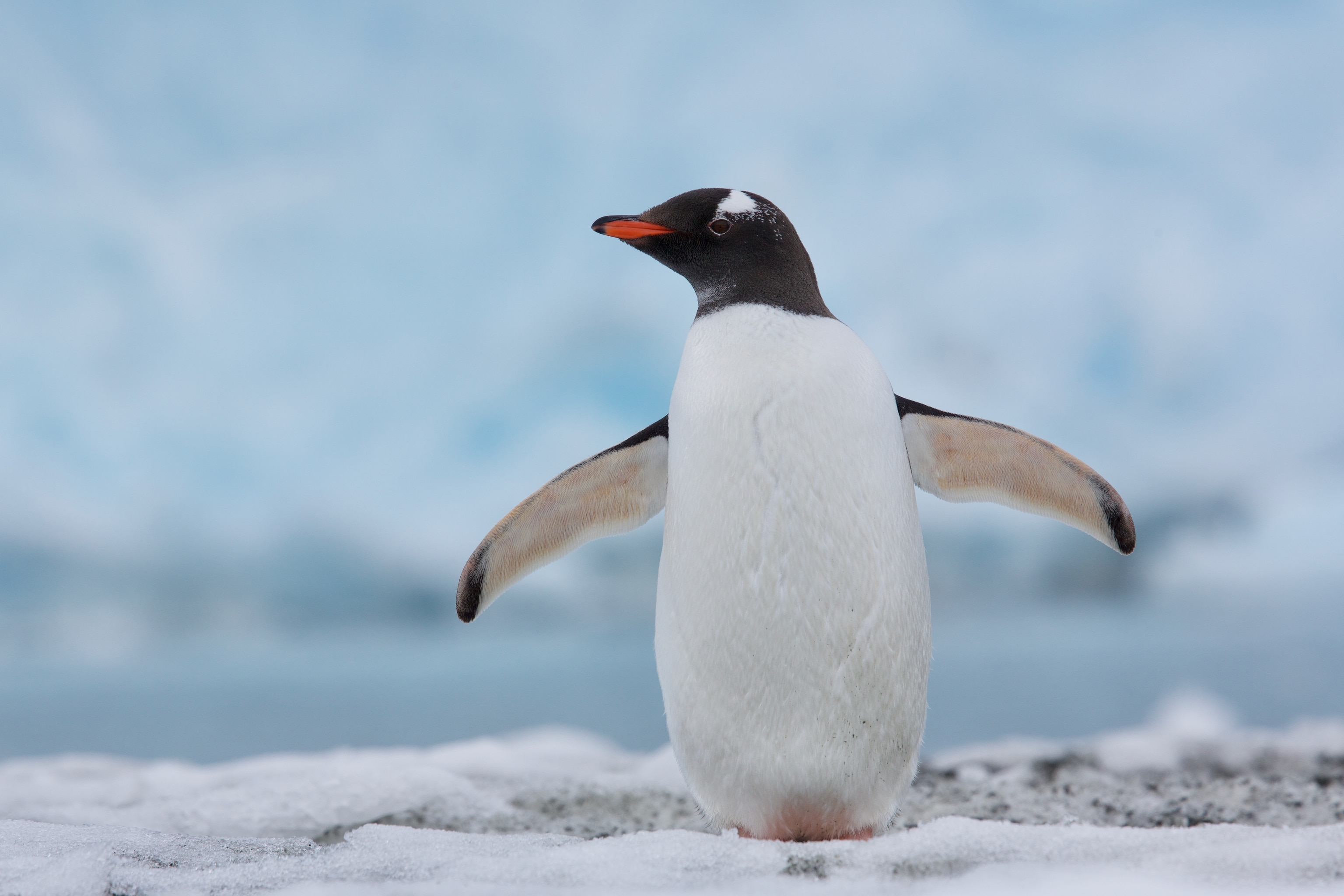 Gentoo penguin (Pygoscelis papua) at Cape Gerlache on the West Antarctic Peninsula, Jan. 5 2022. We visited colonies of gentoo penguins to study the effects of climate change on the species, which is expanding its range on the Antarctic Peninsula.