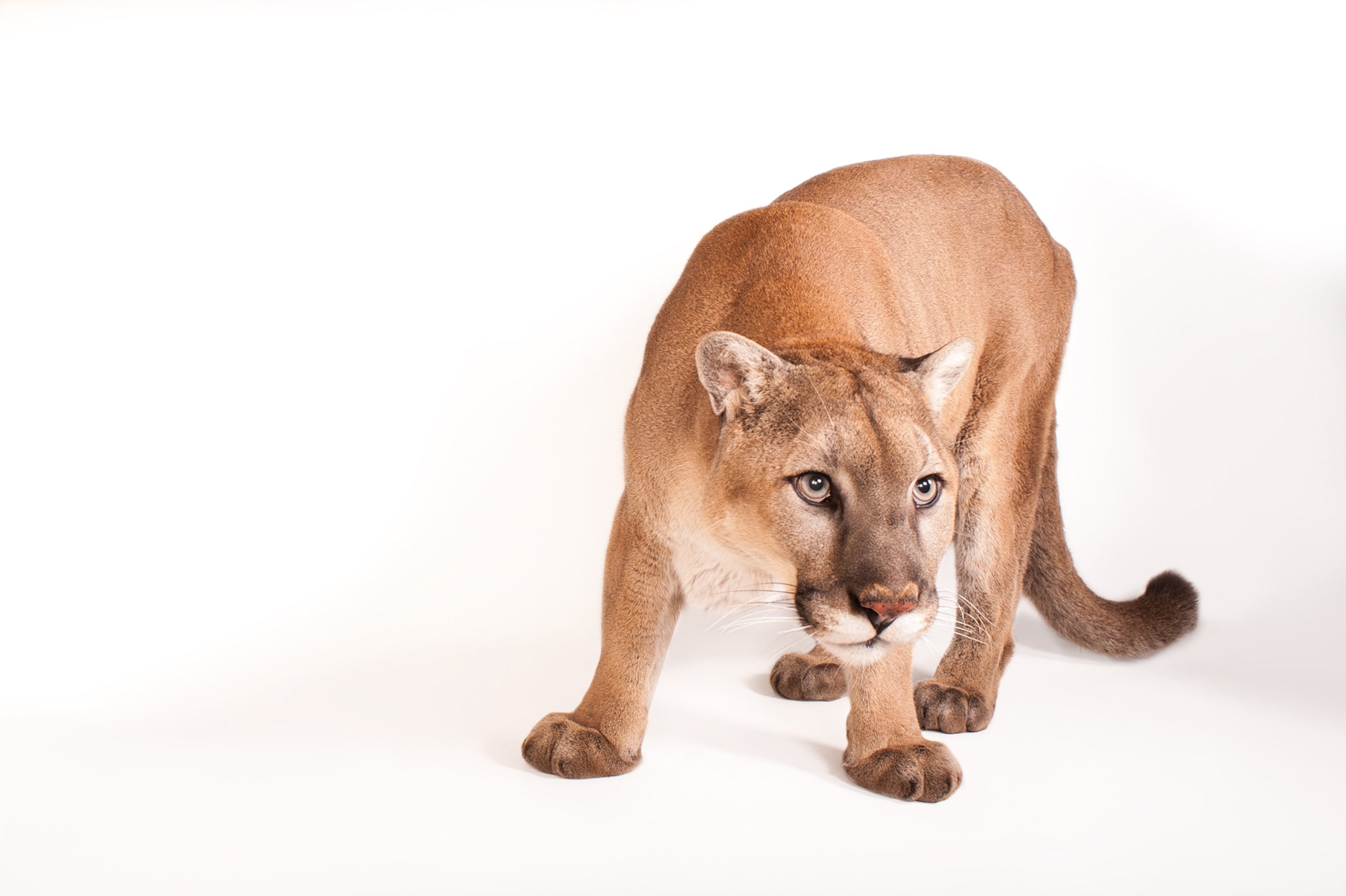a cougar