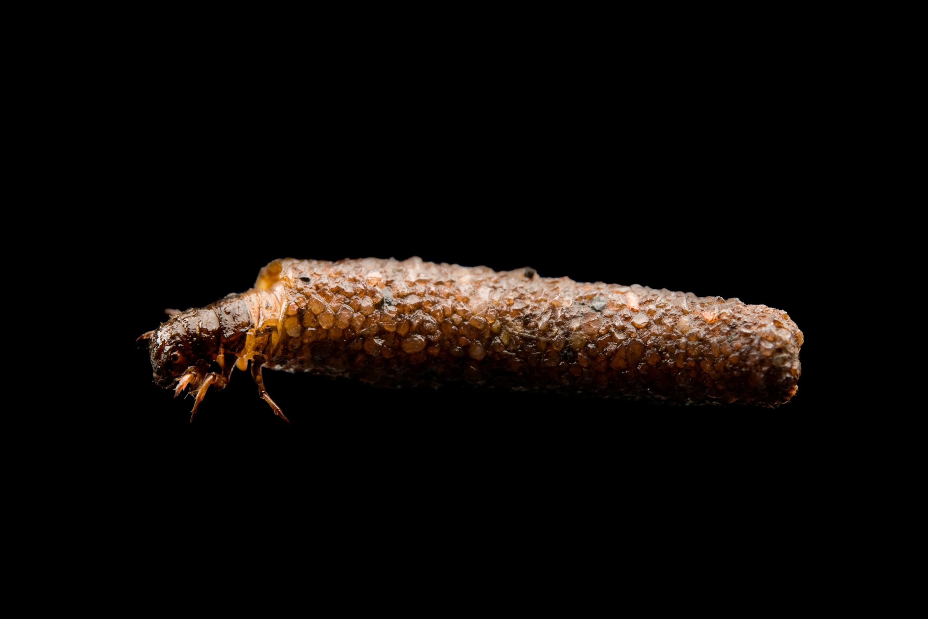 a caddisfly in its larval stage.