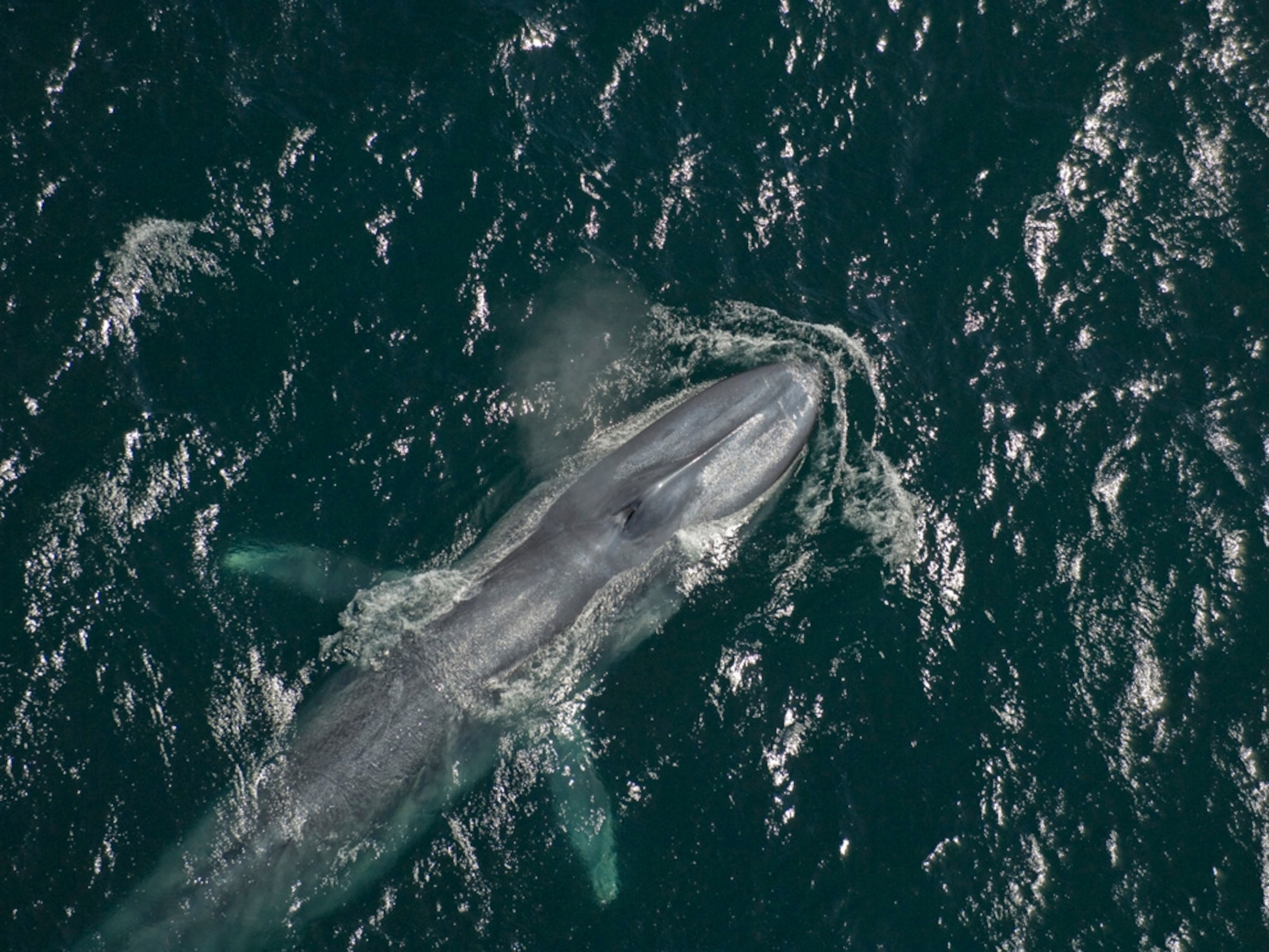 An aerial view of a swimming blue whale